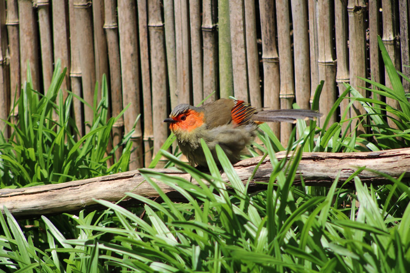 Scarlet-Faced Liocichla (Liocichla ripponi)
