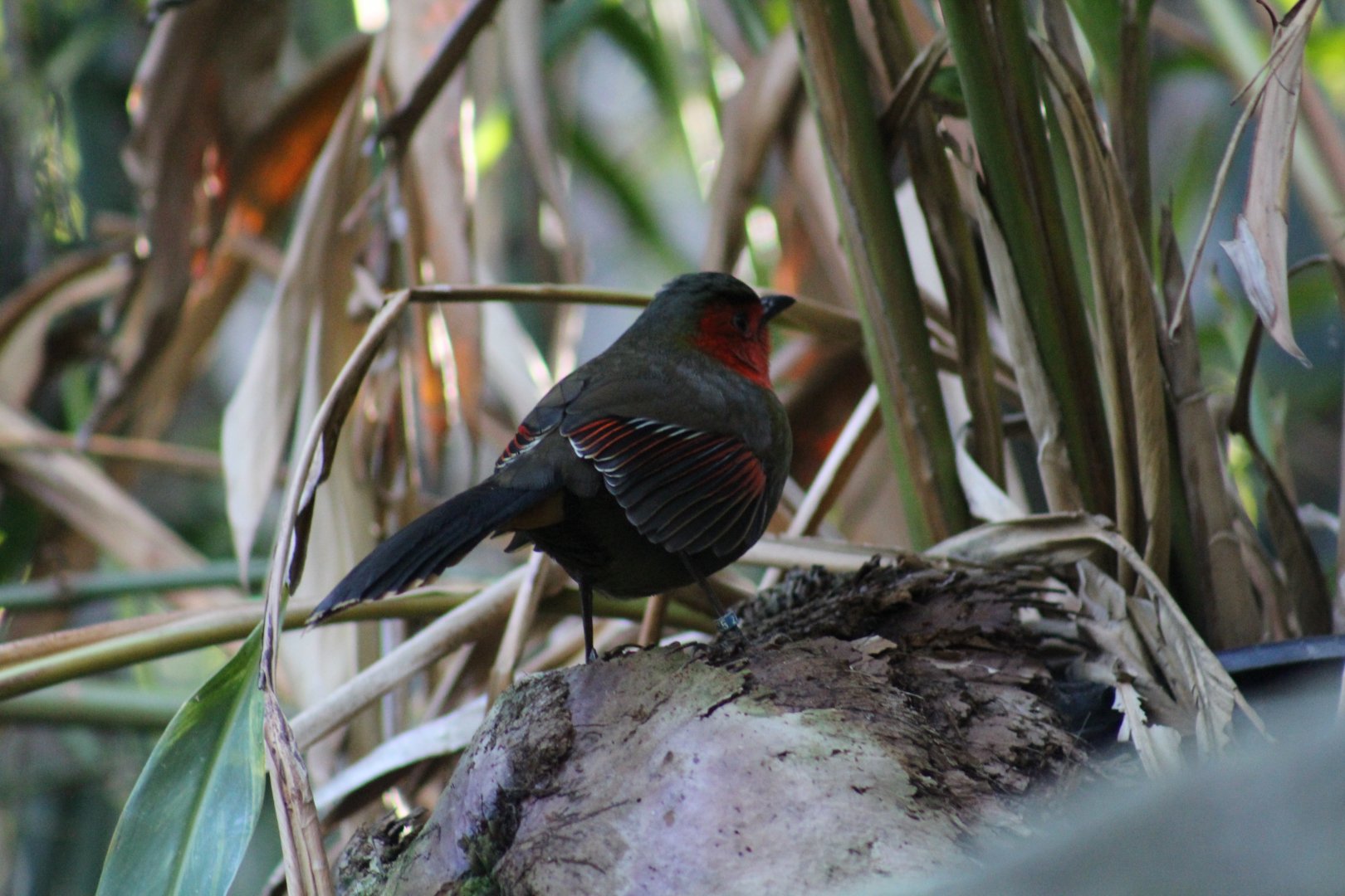 Scarlet-Faced Liocichla
