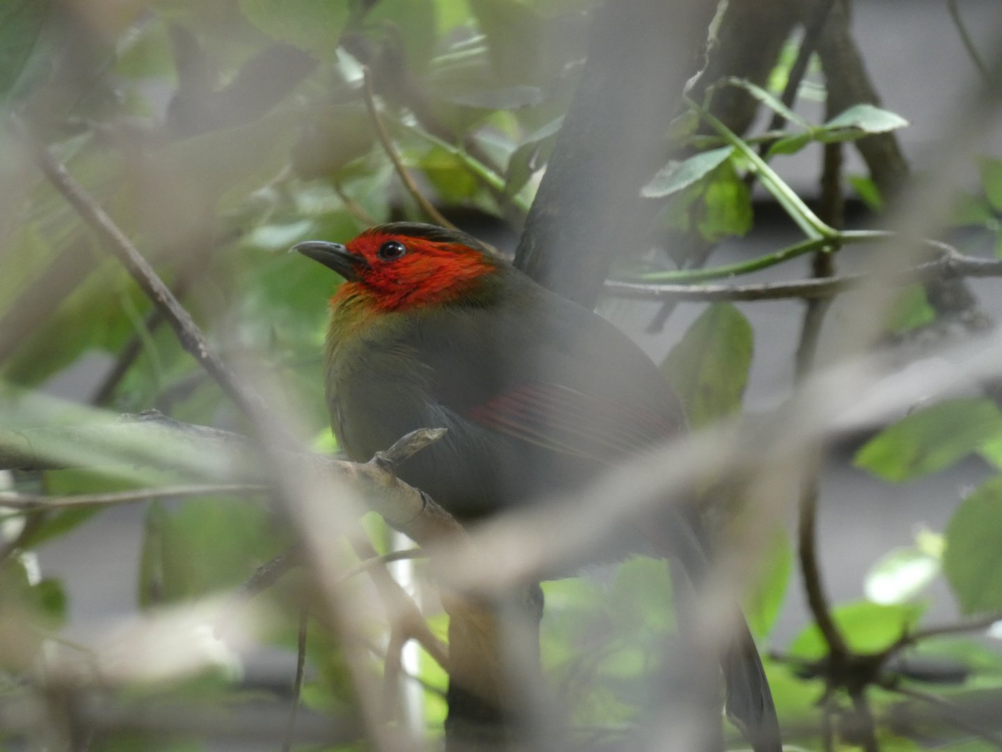 Scarlet-faced Liocichla
