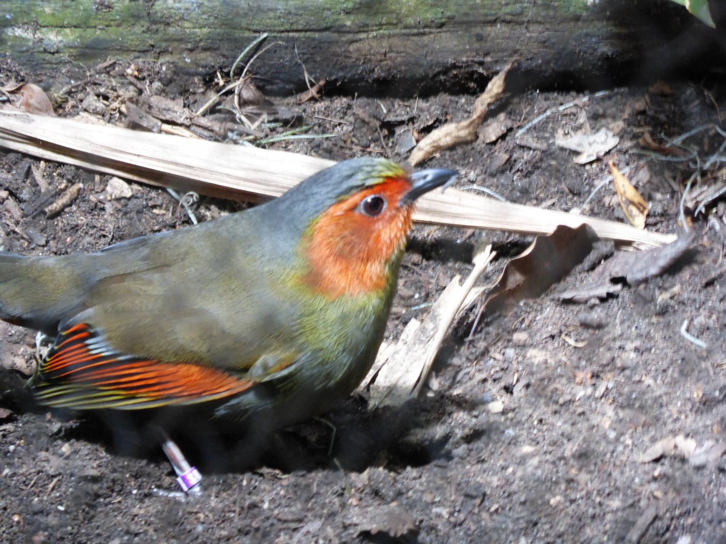 Scarlet faced liocichla