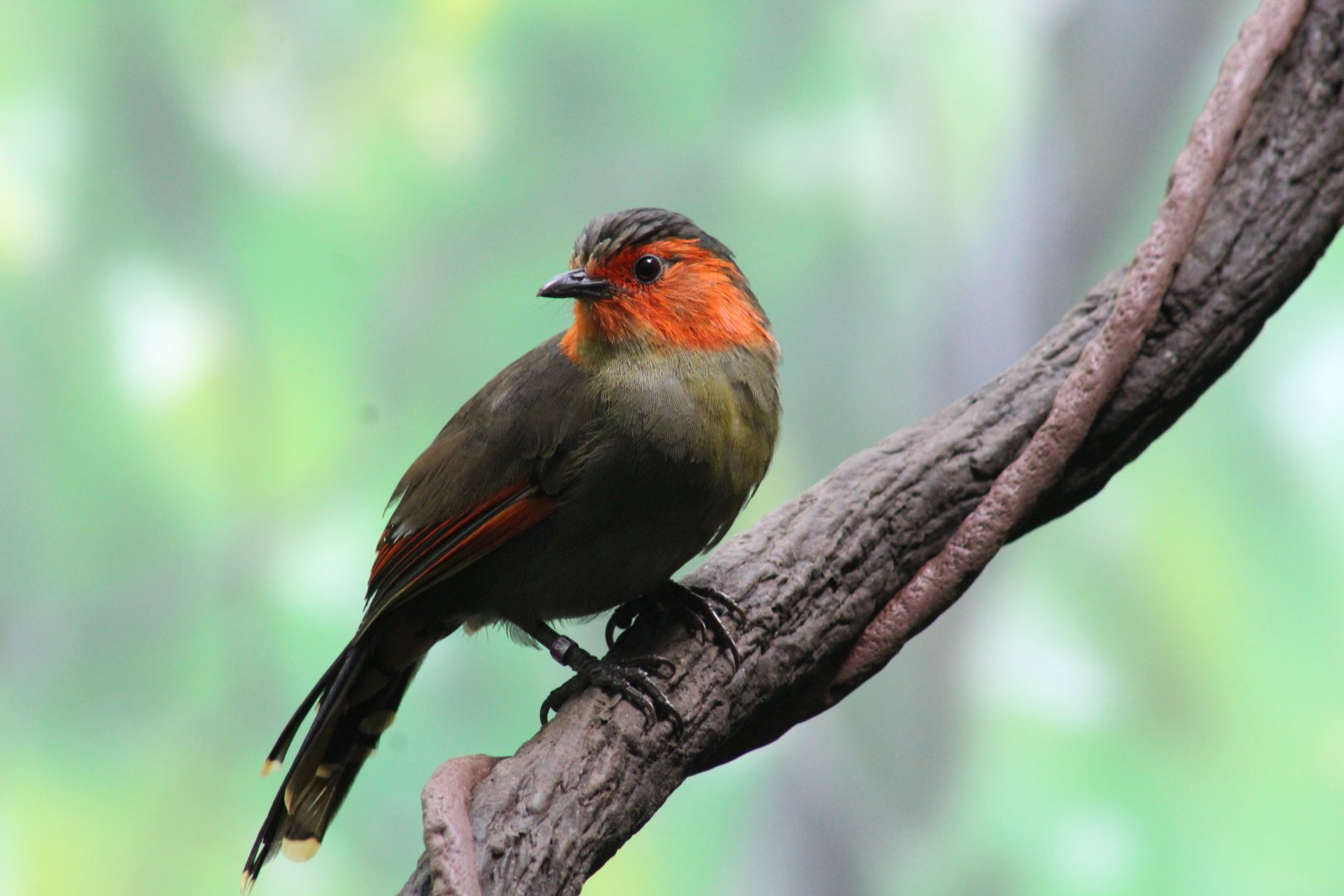 Scarlet-Faced Liocichla