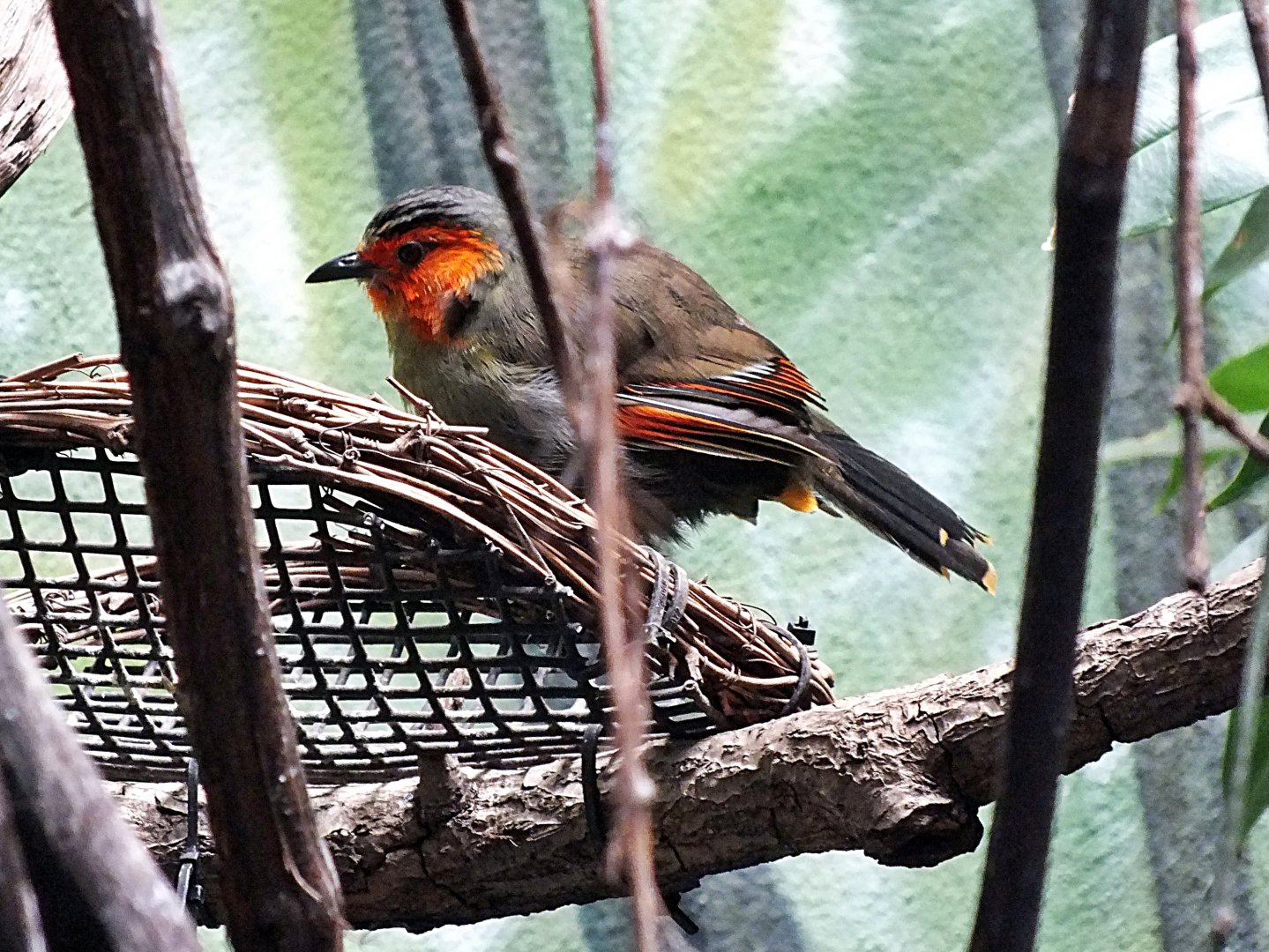 Scarlet-faced liocichla