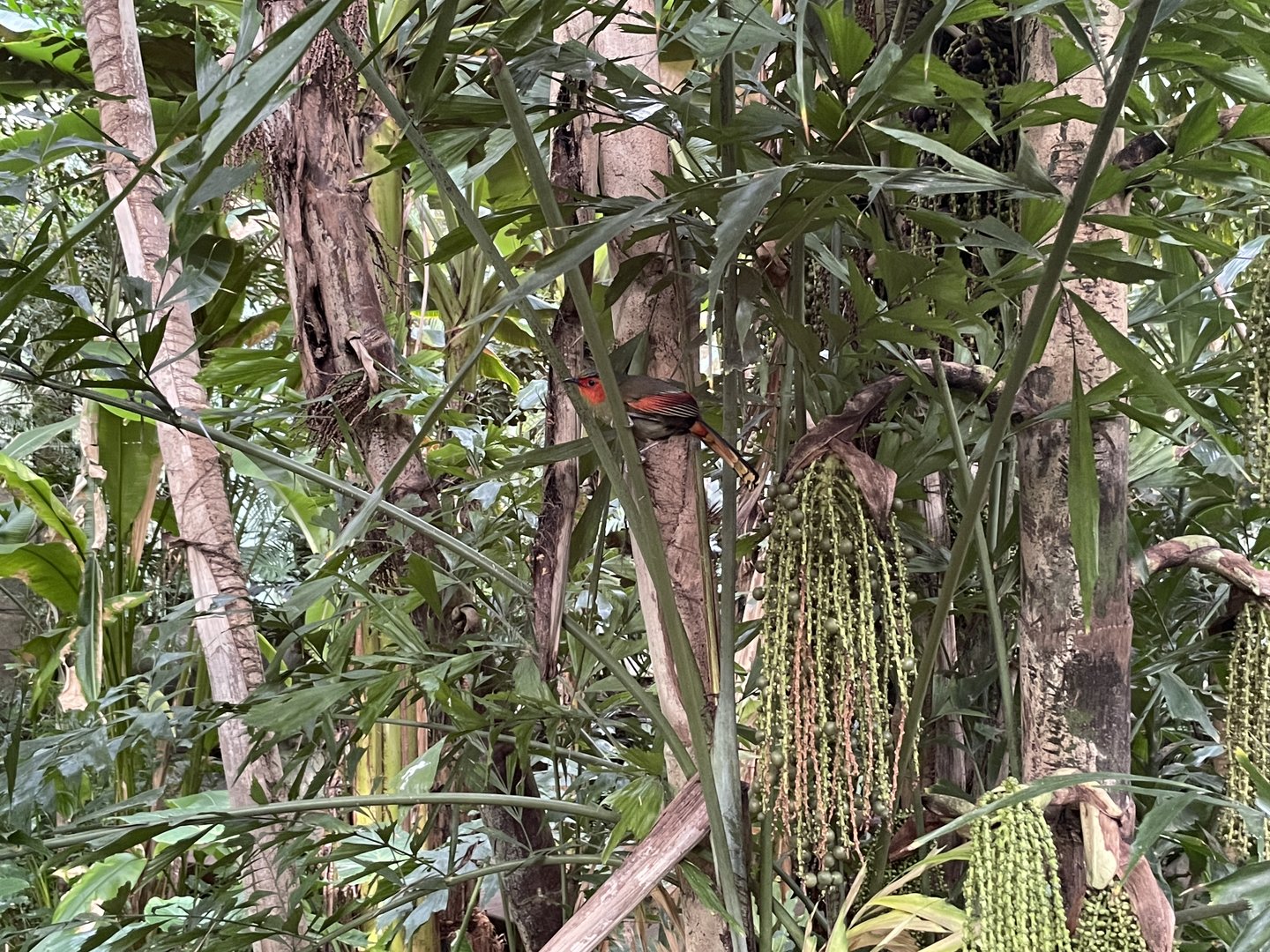 Scarlet-faced liocichla