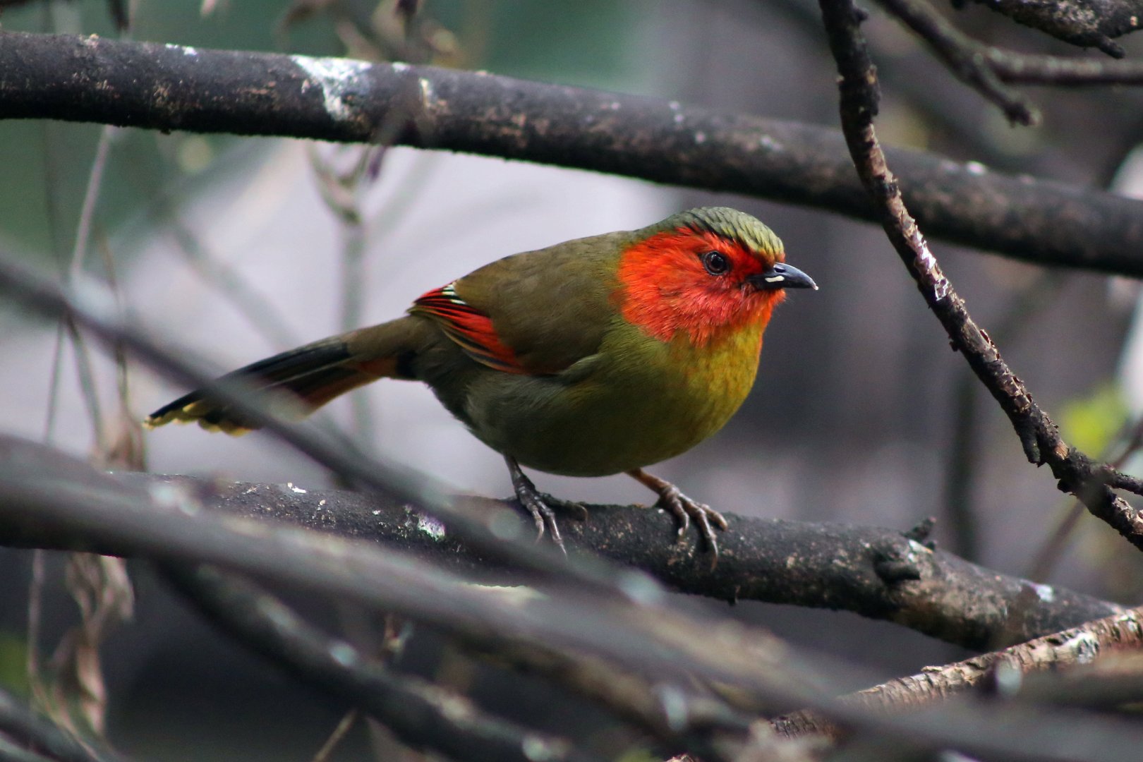 Scarlet-faced Liocichla