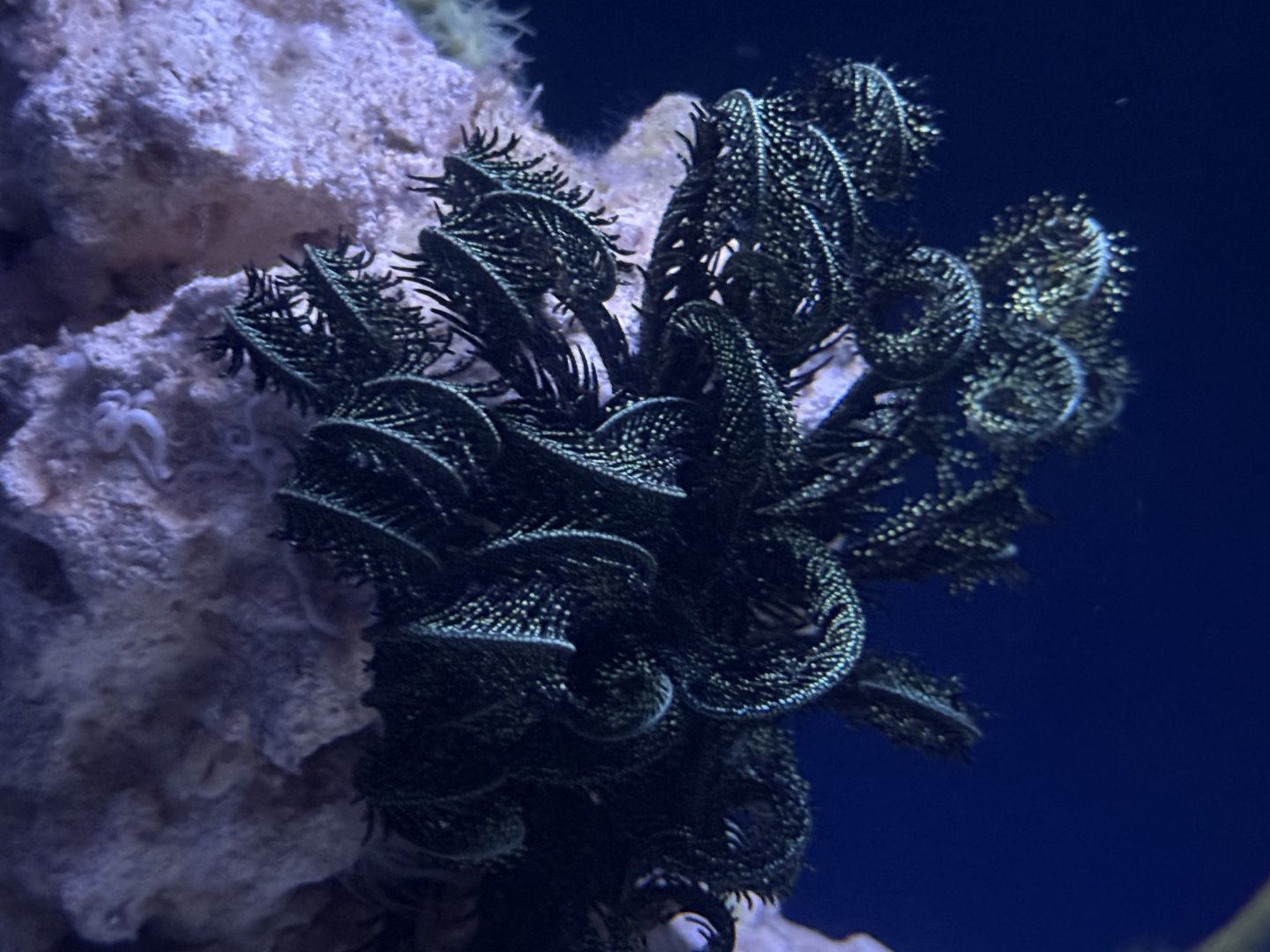 Scarlet feather star