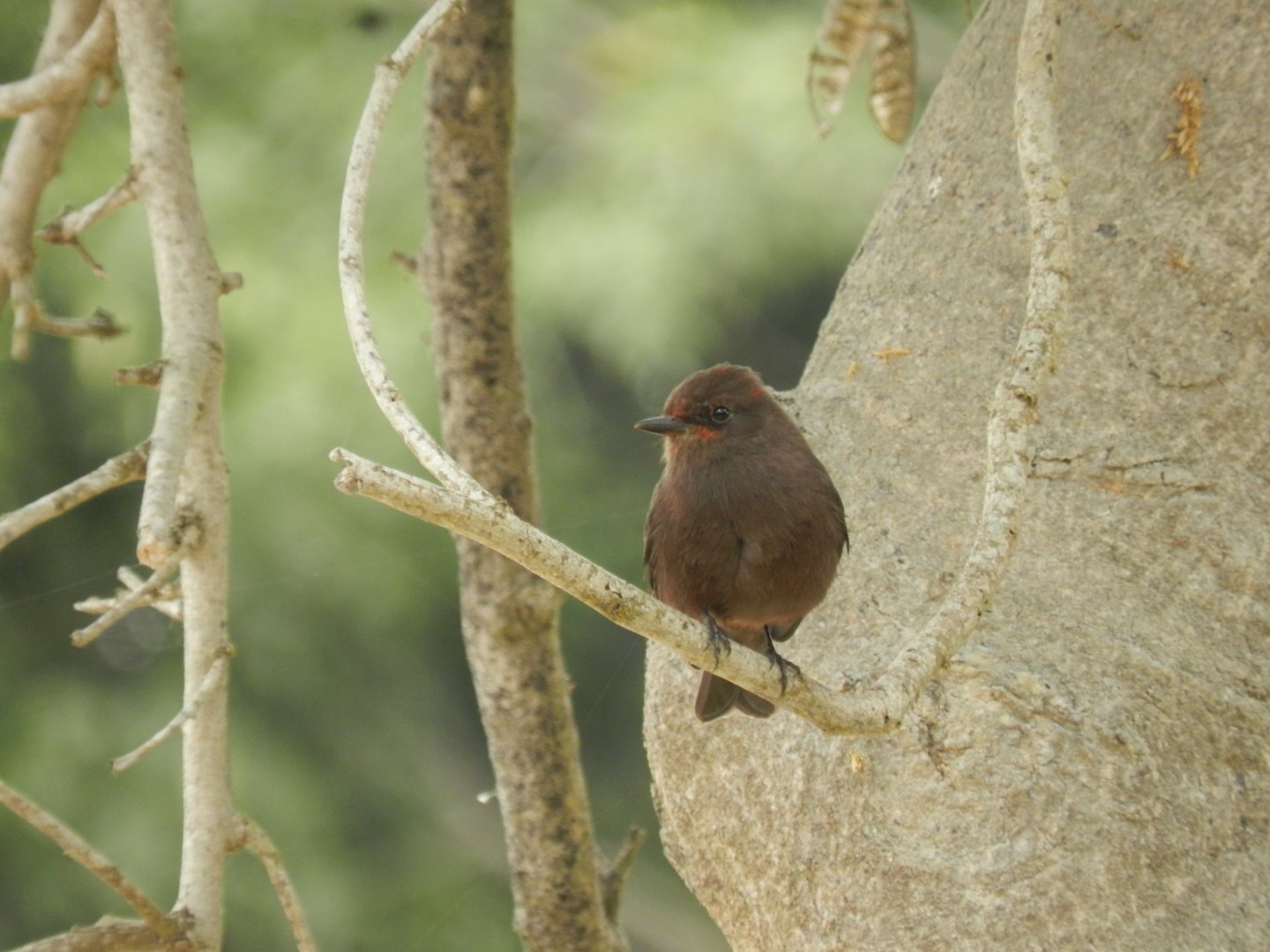 Scarlet flycatcher (dark morph) - Lima