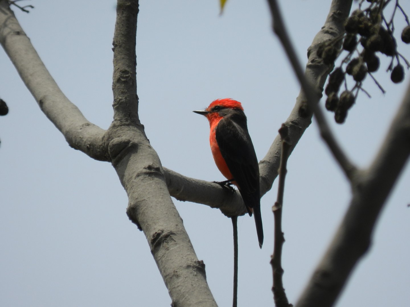 Scarlet flycatcher - Lima