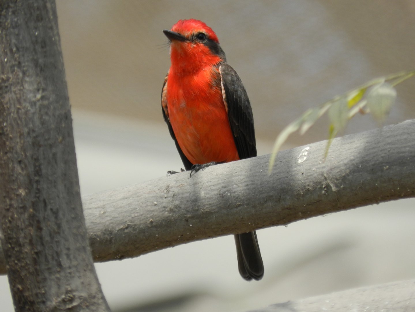 Scarlet flycatcher - Lima