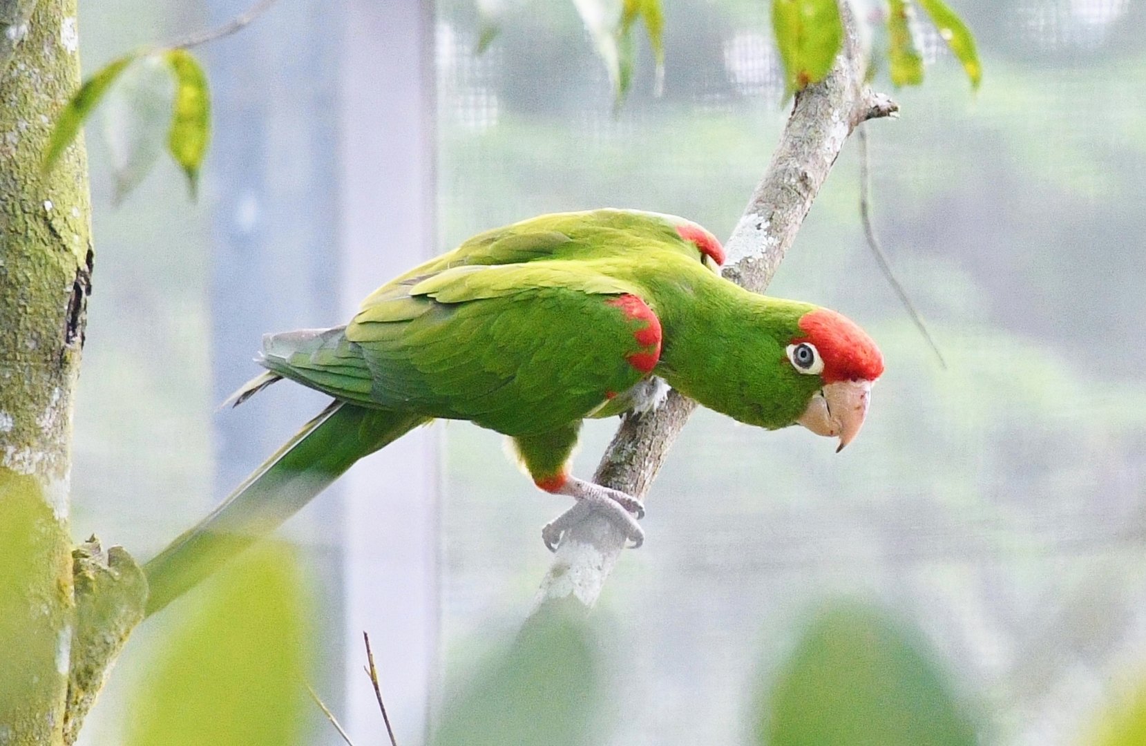 Scarlet-fronted Parakeet (Psittacara wagleri)