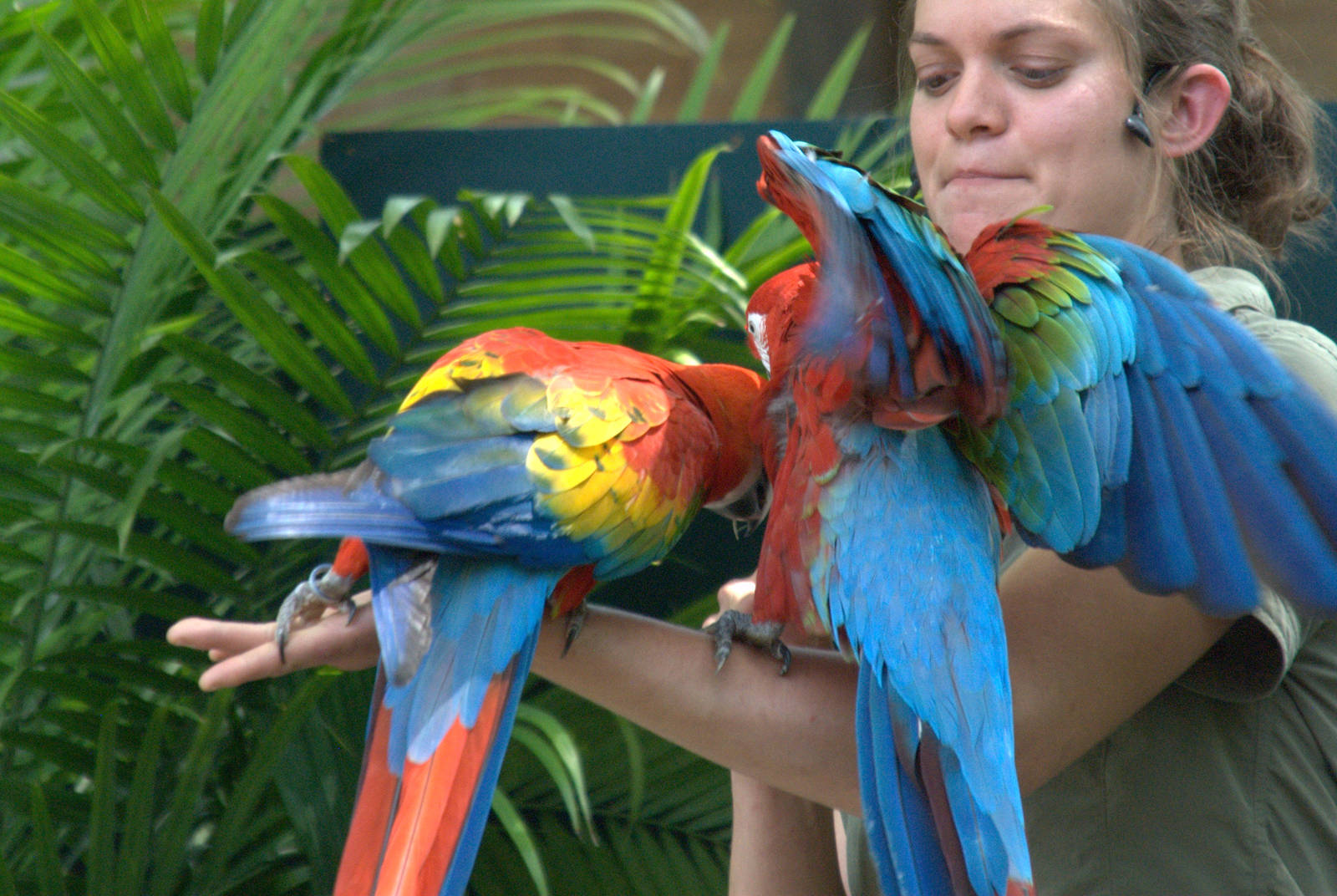 Scarlet/Green winged Macaw