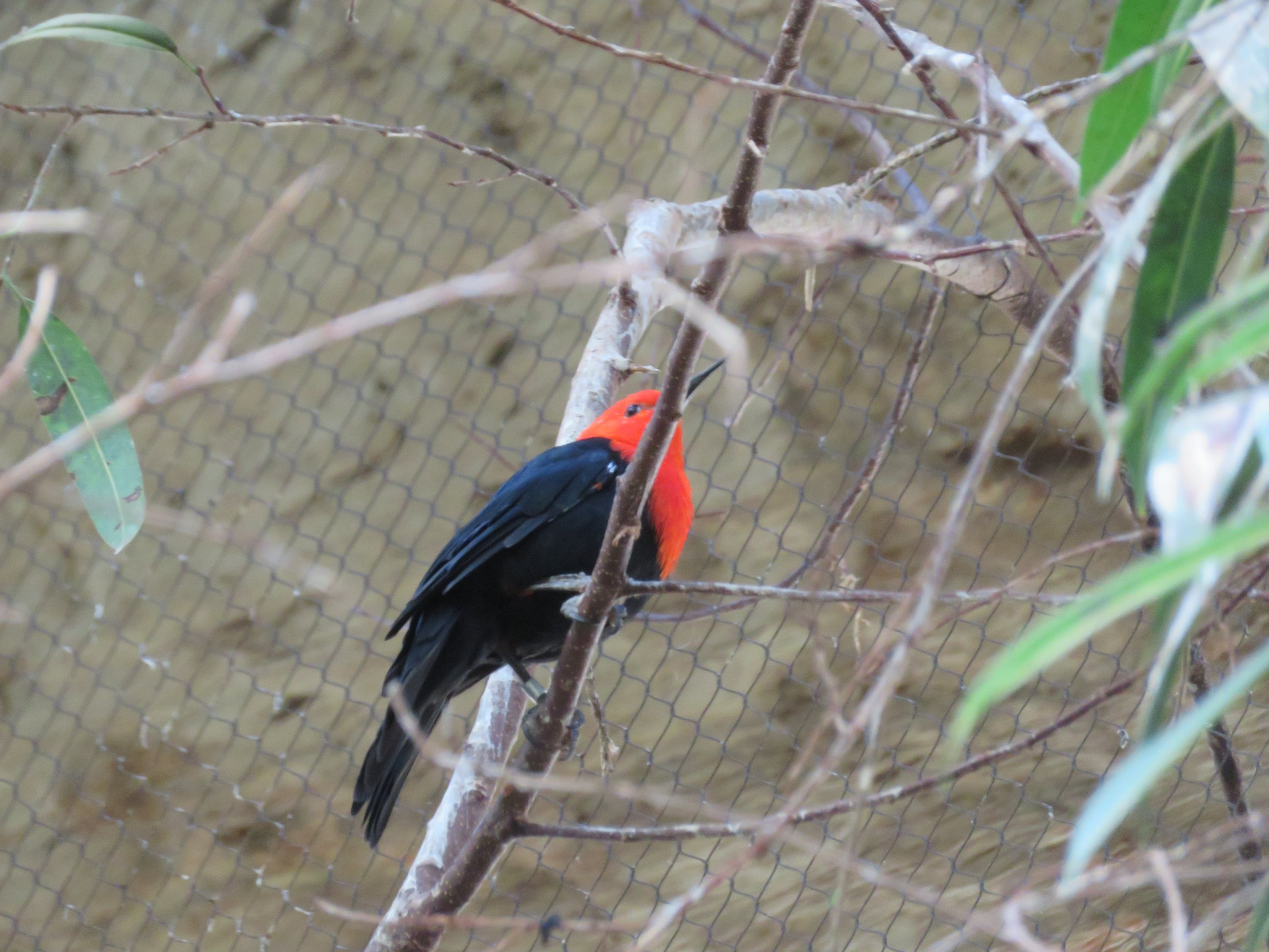 Scarlet-headed Blackbird (2019)