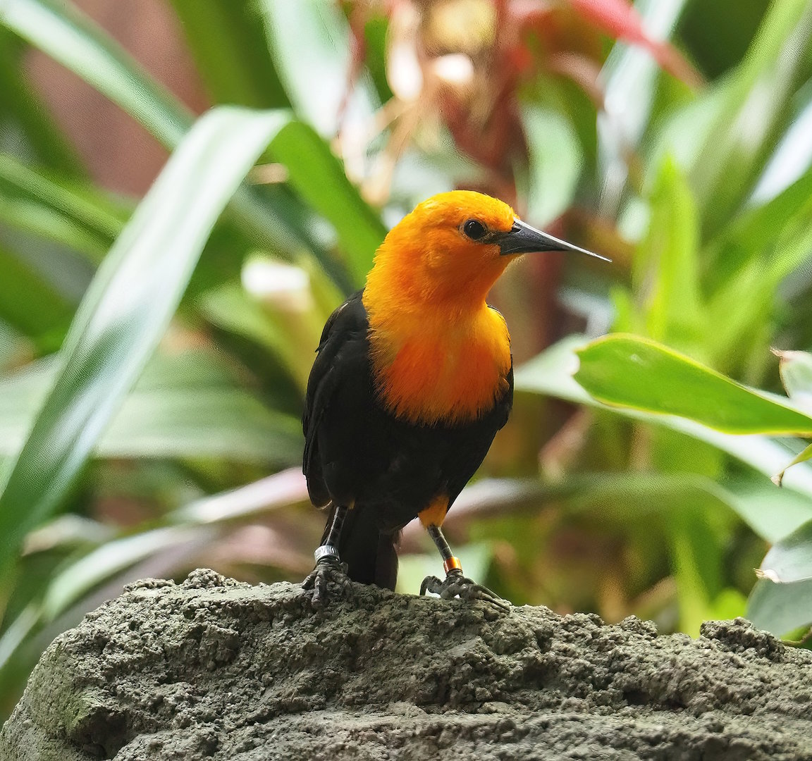 Scarlet-headed blackbird (Amblyramphus holosericeus), 2022-08-28