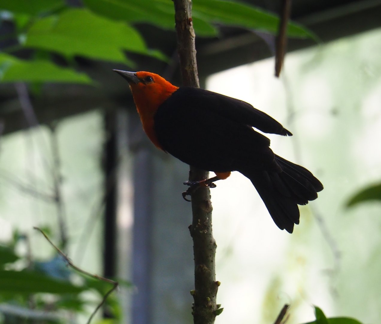 Scarlet-headed blackbird (Amblyramphus holosericeus), Sep 2nd, 2018