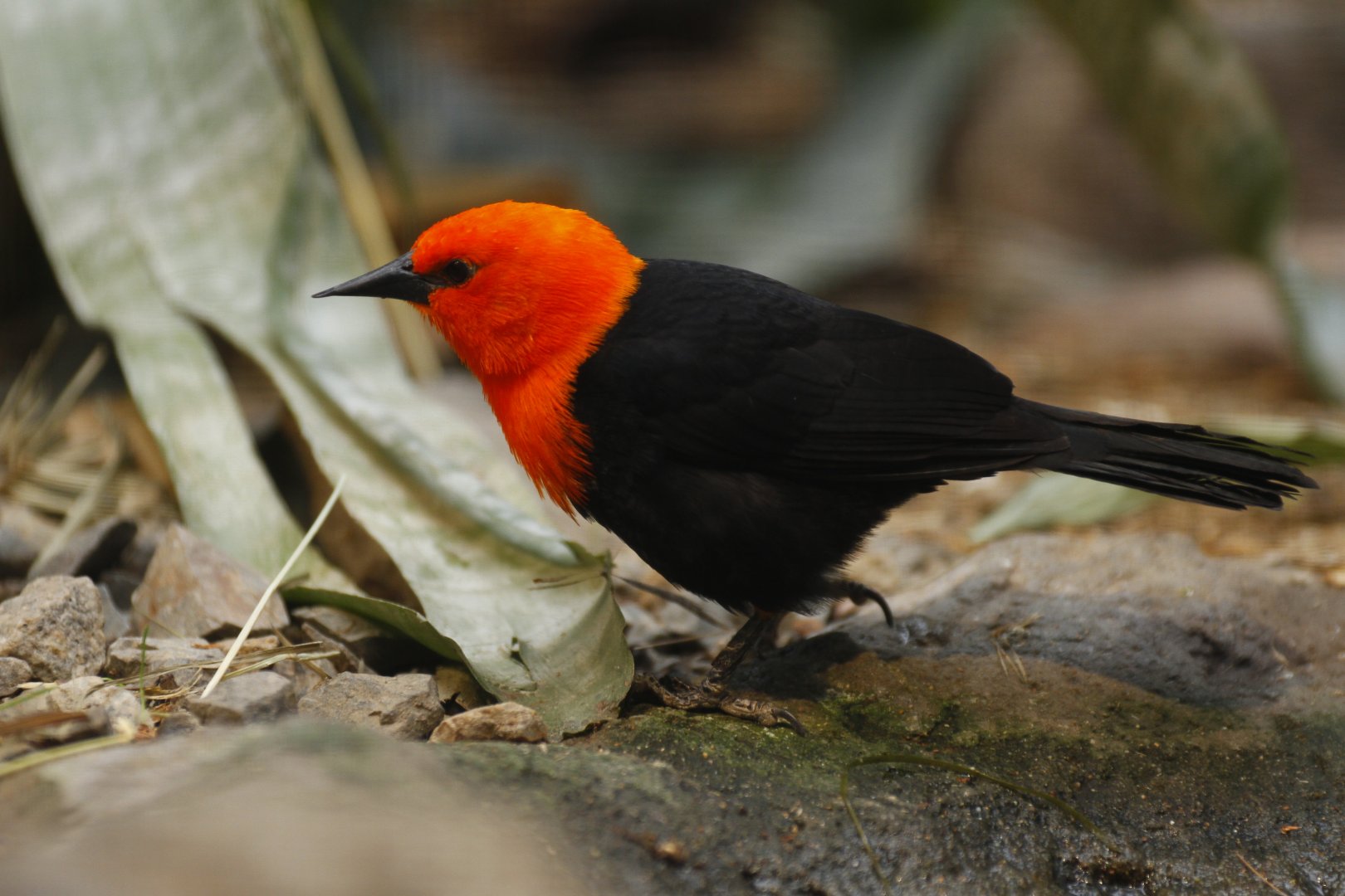Scarlet-headed blackbird (Amblyramphus holosericeus)