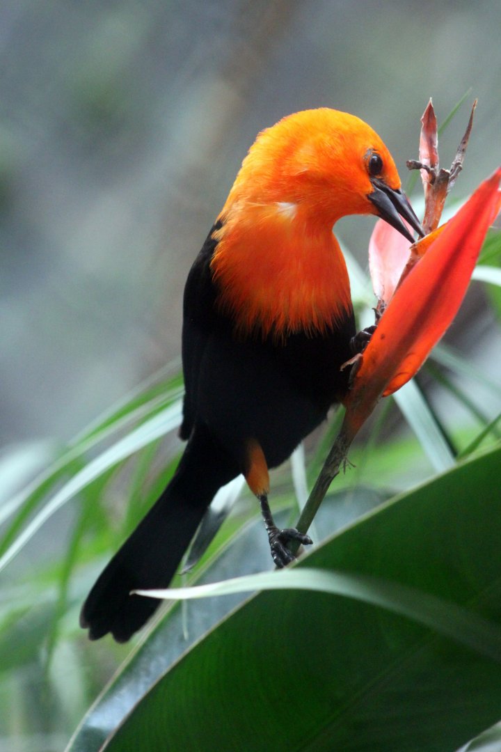 Scarlet-headed blackbird (Amblyramphus holosericeus)