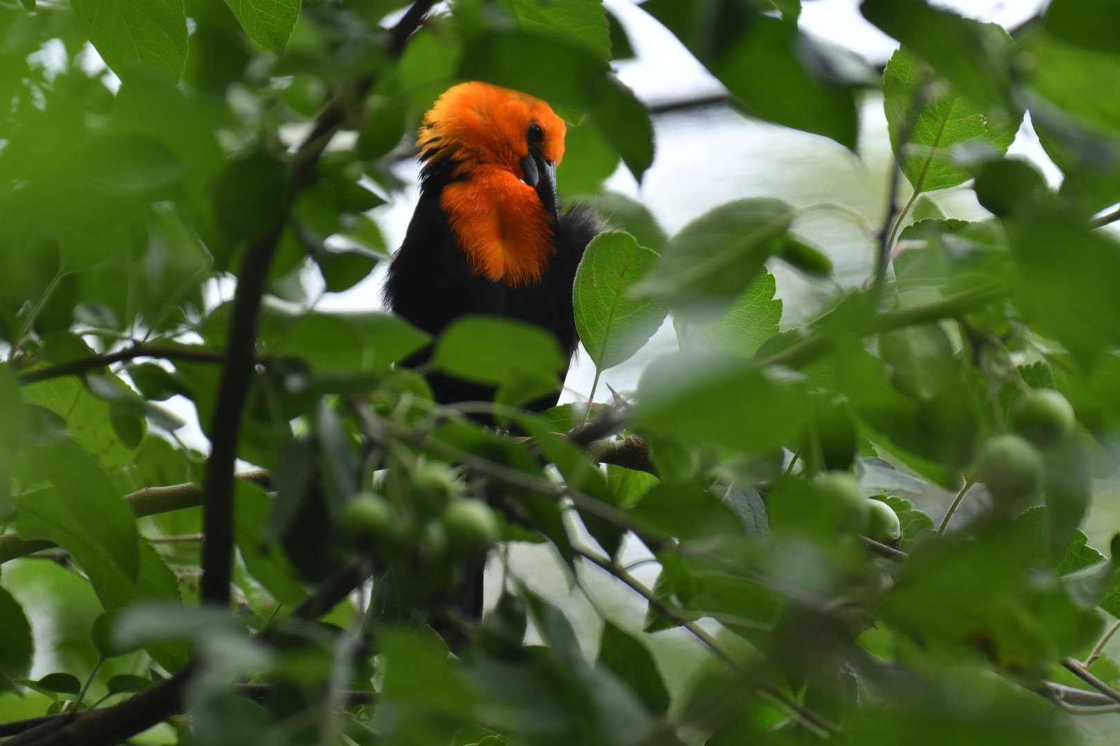 Scarlet-headed Blackbird Amblyramphus holosericeus