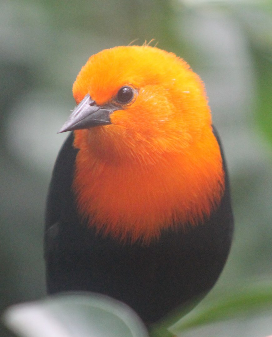 Scarlet-headed blackbird - Amblyrhamphus holosericeus