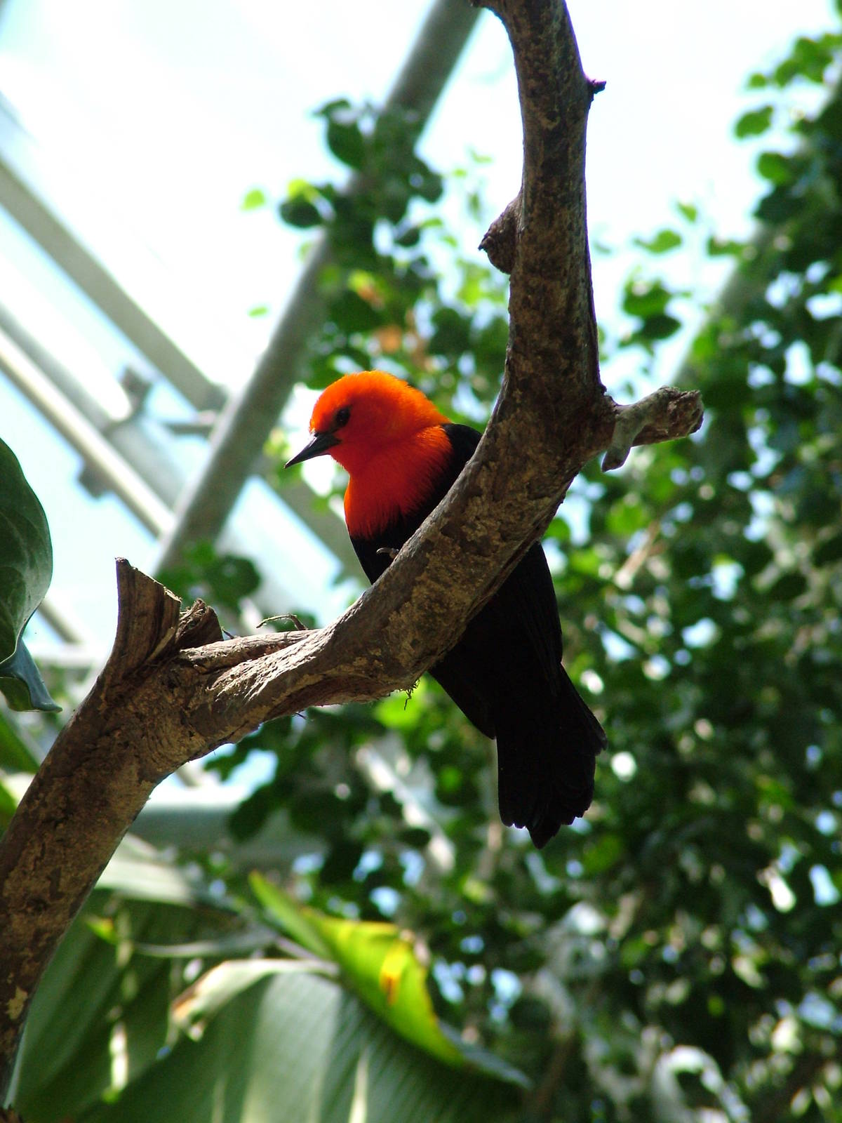 Scarlet-headed Blackbird at Zlin, 28/05/10
