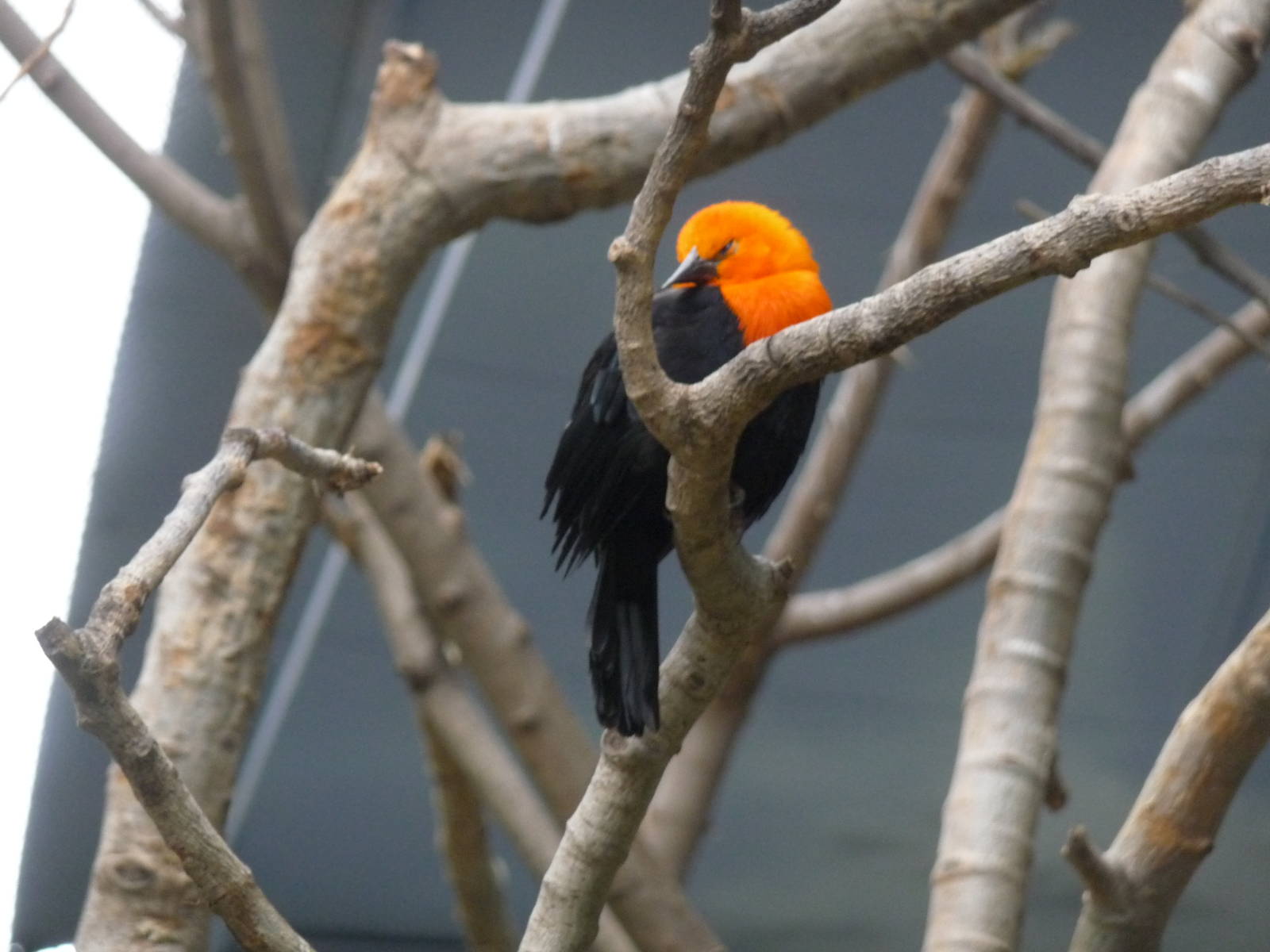 scarlet headed blackbird IN FREE FLIGHT AVIARY ZOO DE BUENOS AIRES
