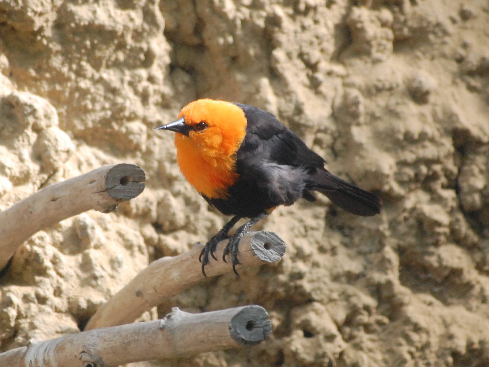Scarlet-headed blackbird