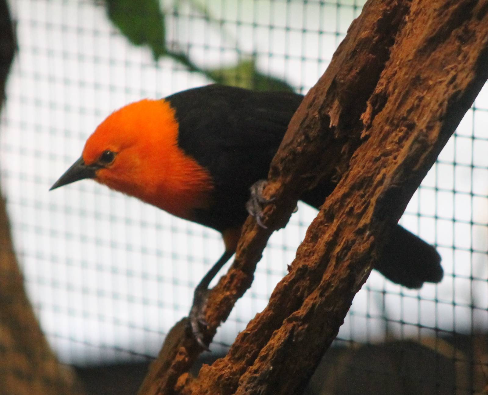 Scarlet-headed blackbird