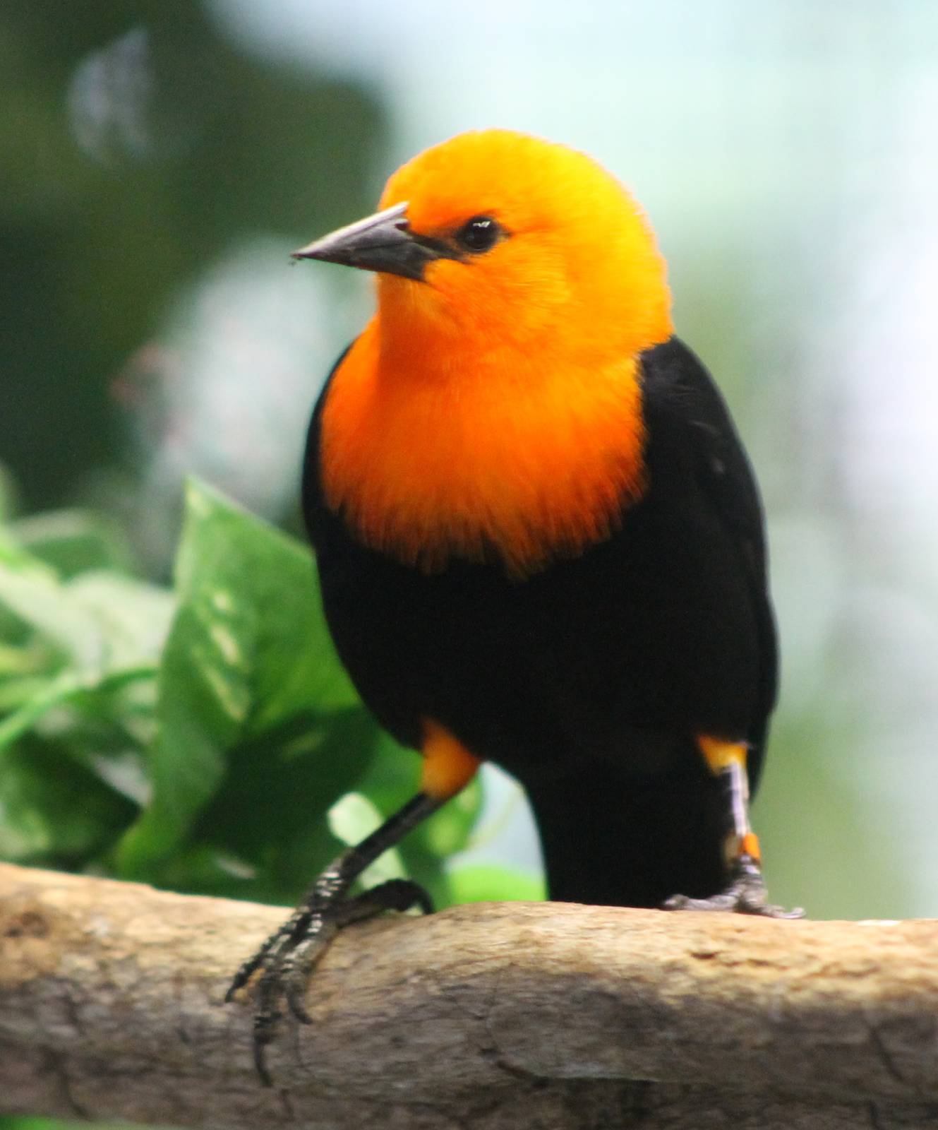 Scarlet-headed blackbird