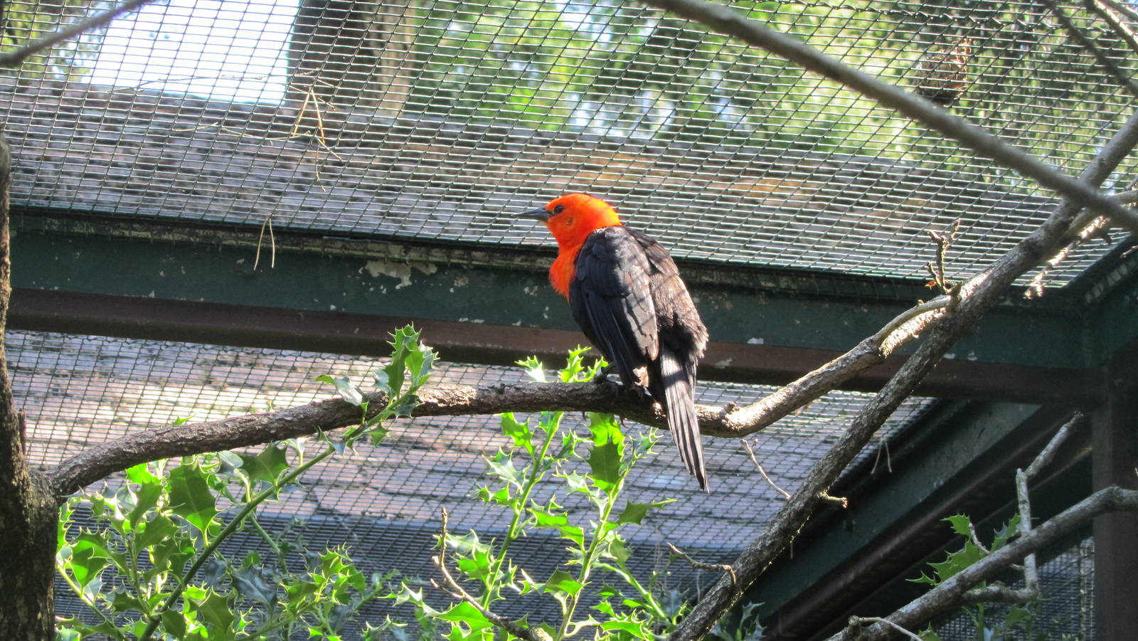 Scarlet-headed blackbird