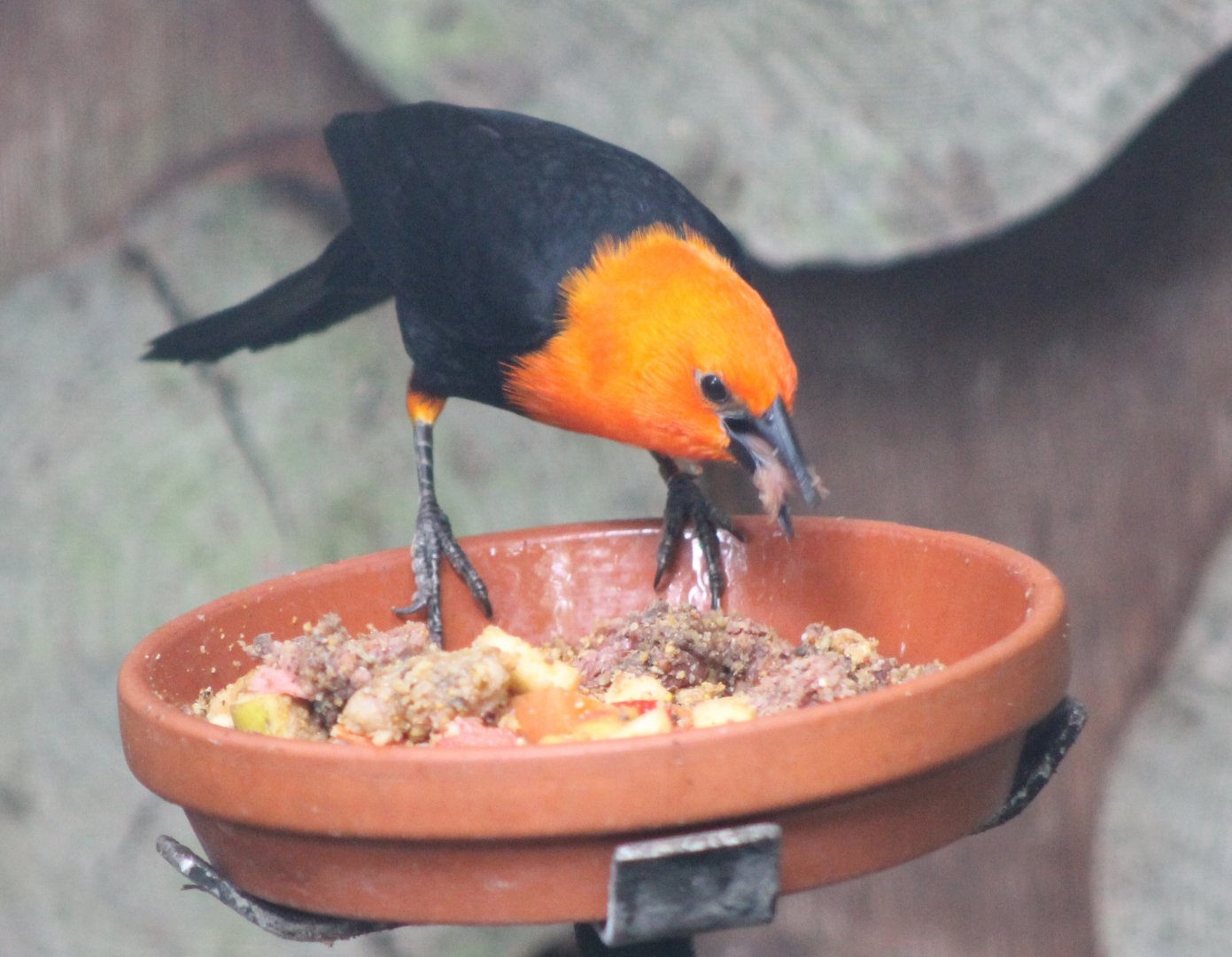 Scarlet-headed blackbird