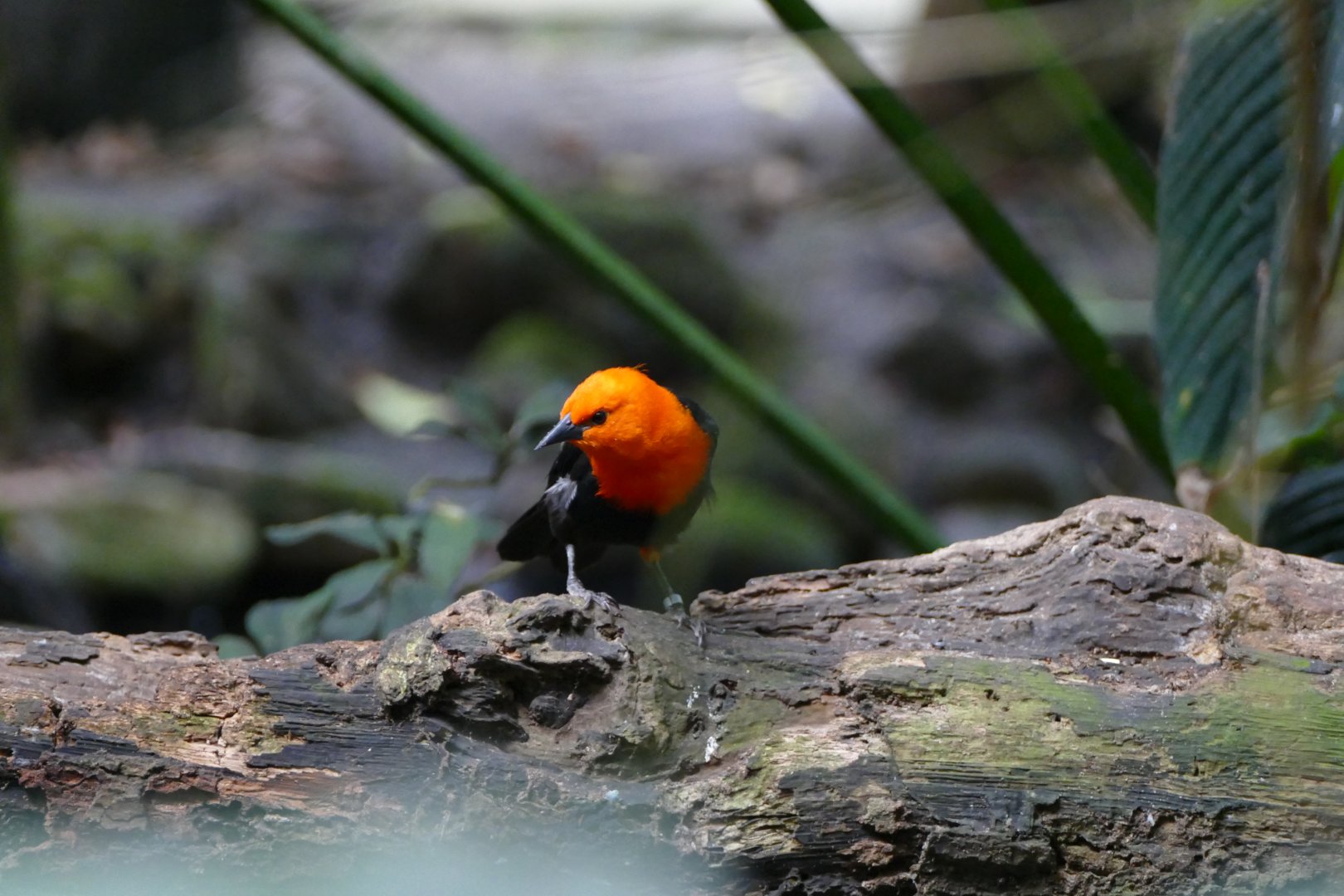Scarlet-headed blackbird