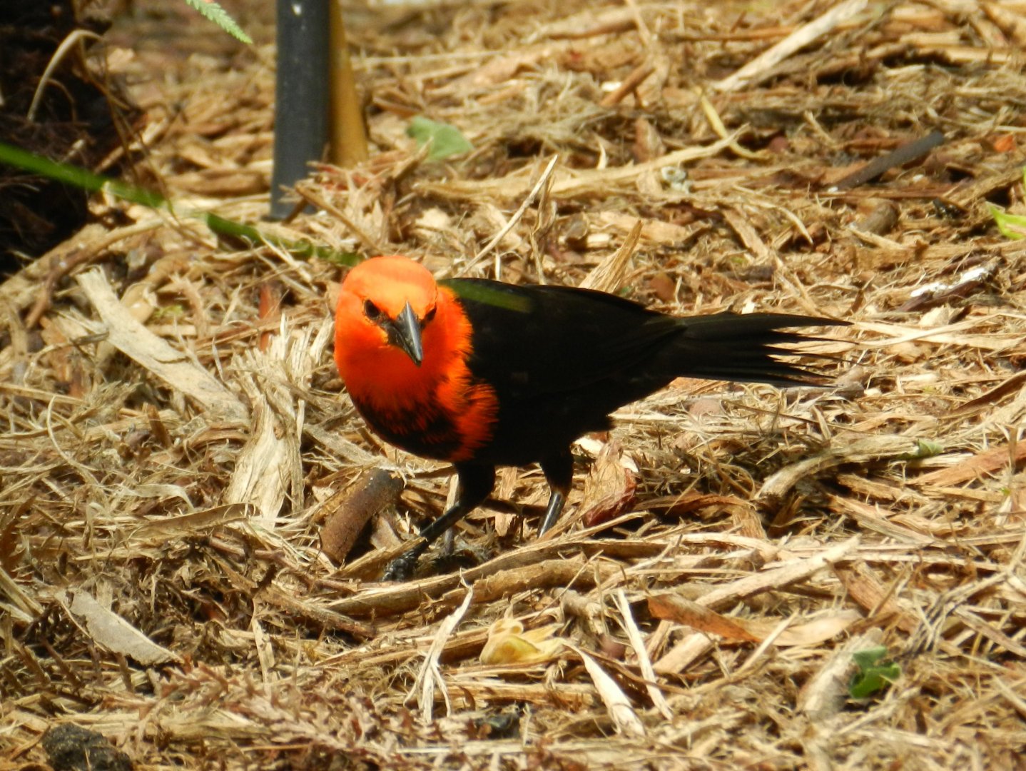 Scarlet-headed Blackbird
