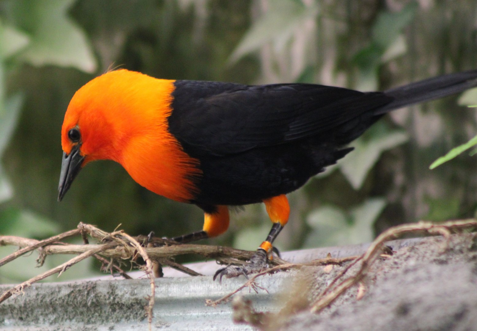 Scarlet-headed blackbird