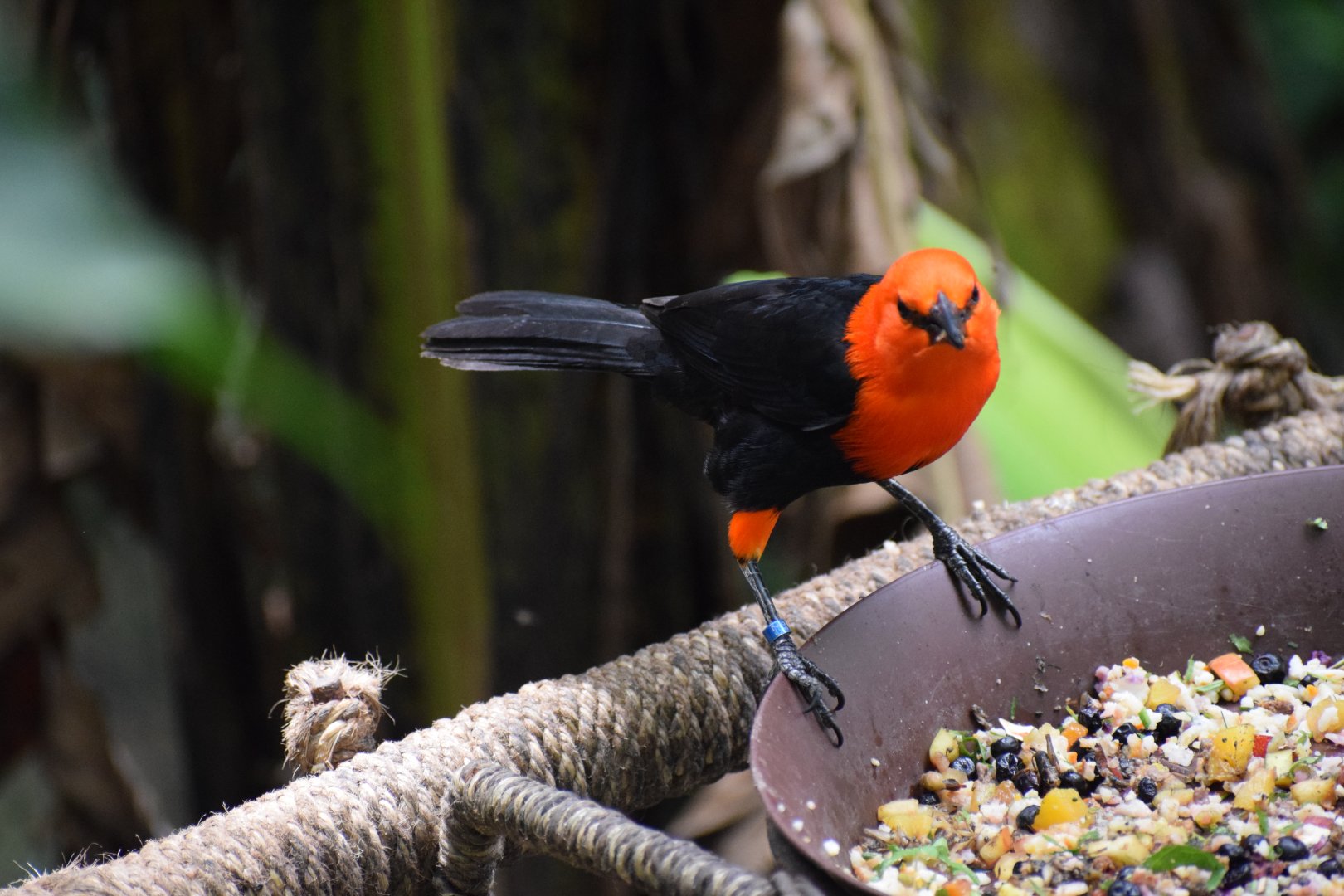 Scarlet-headed blackbird