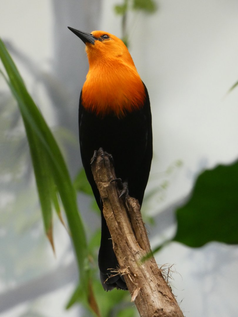 Scarlet-headed blackbird