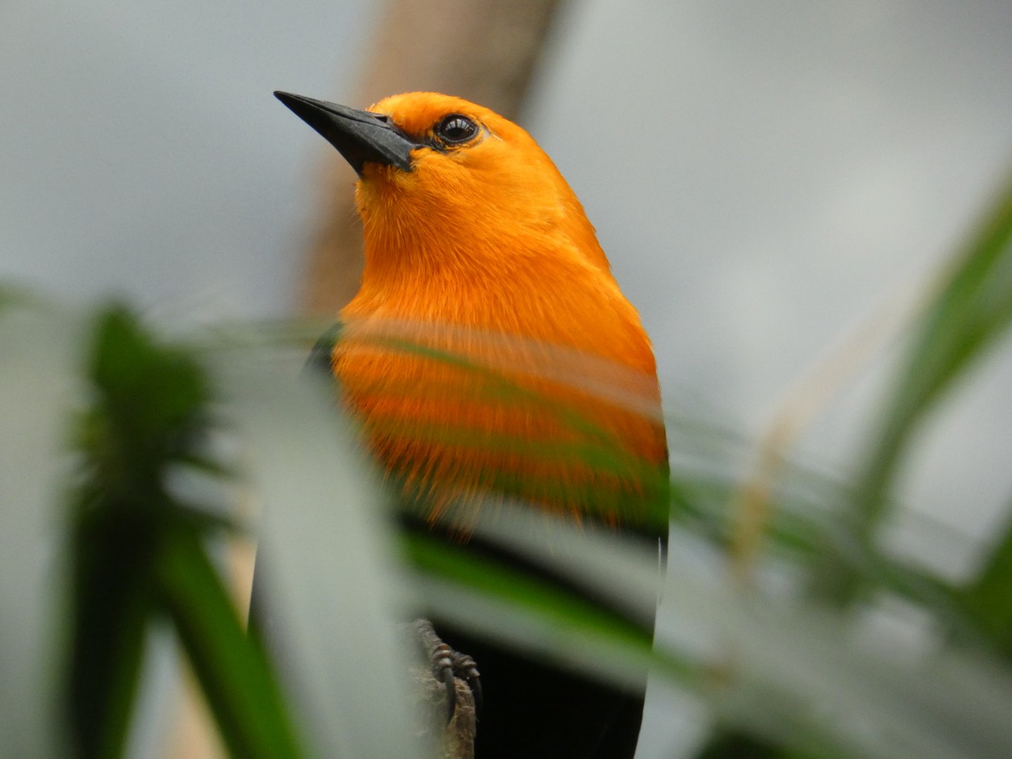 Scarlet-headed blackbird