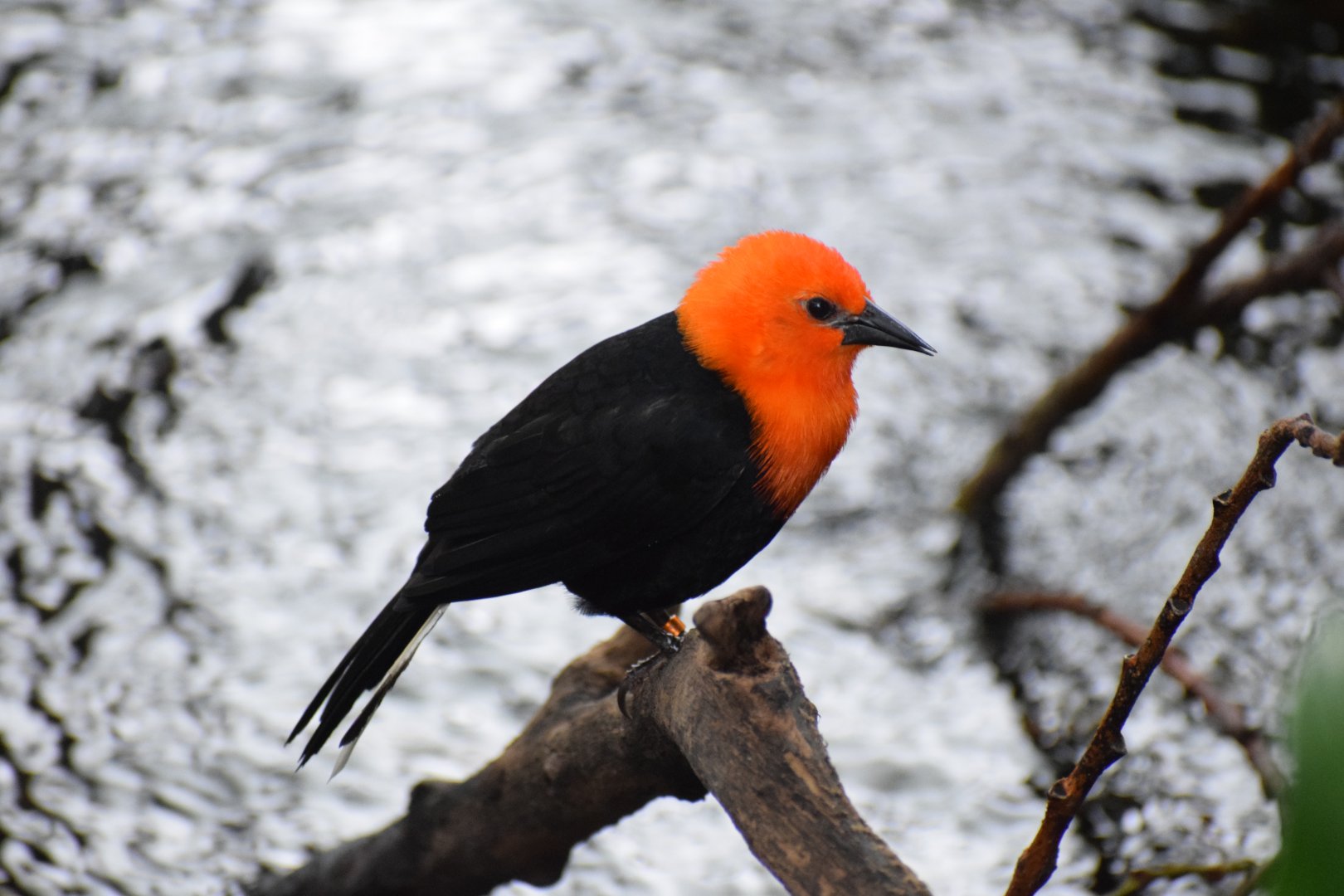Scarlet-headed blackbird
