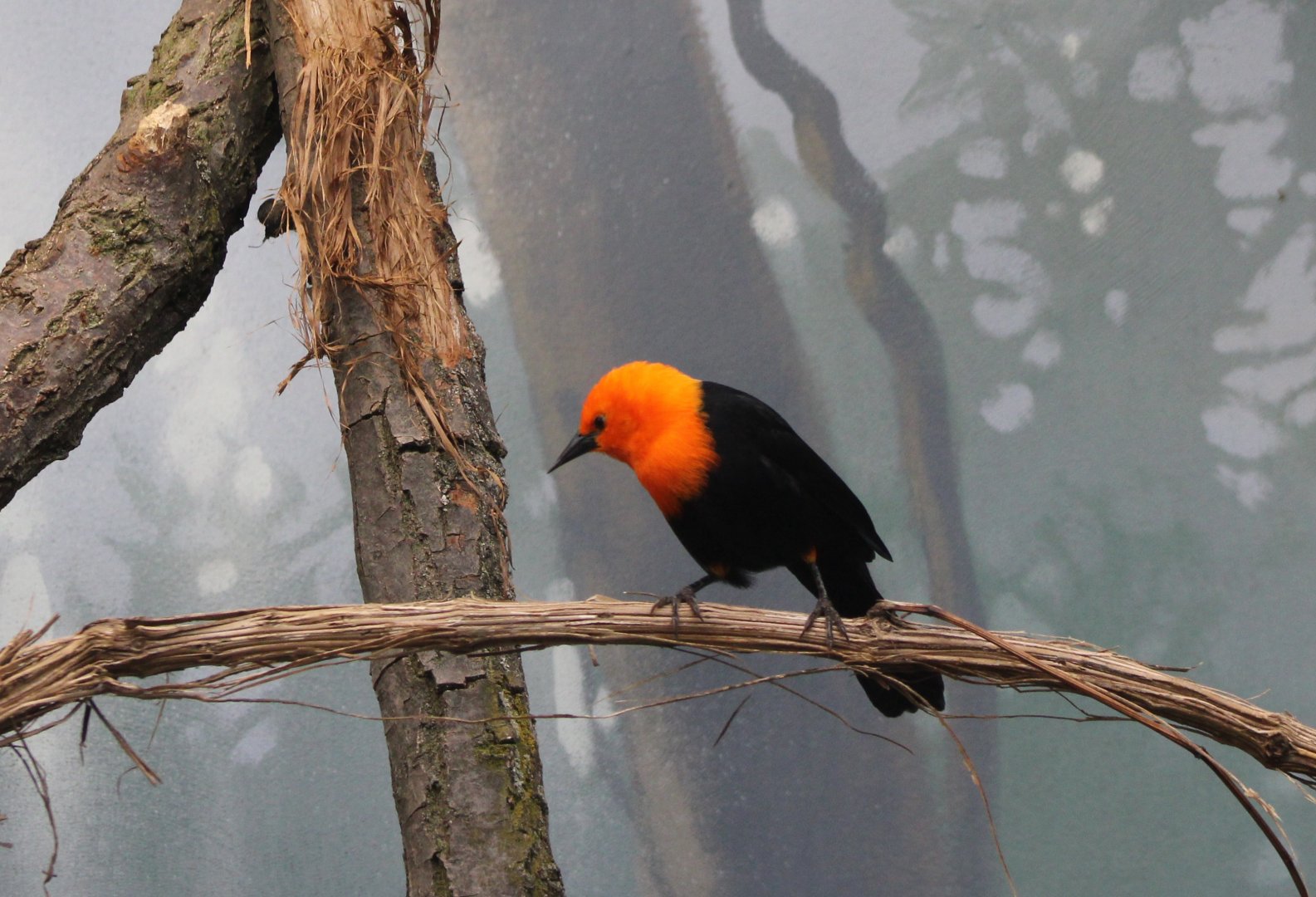 Scarlet-headed oriole