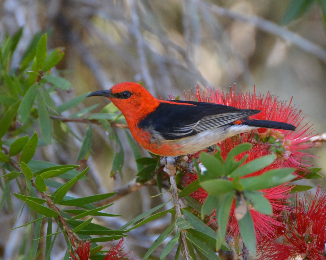 Scarlet honeyeater 2