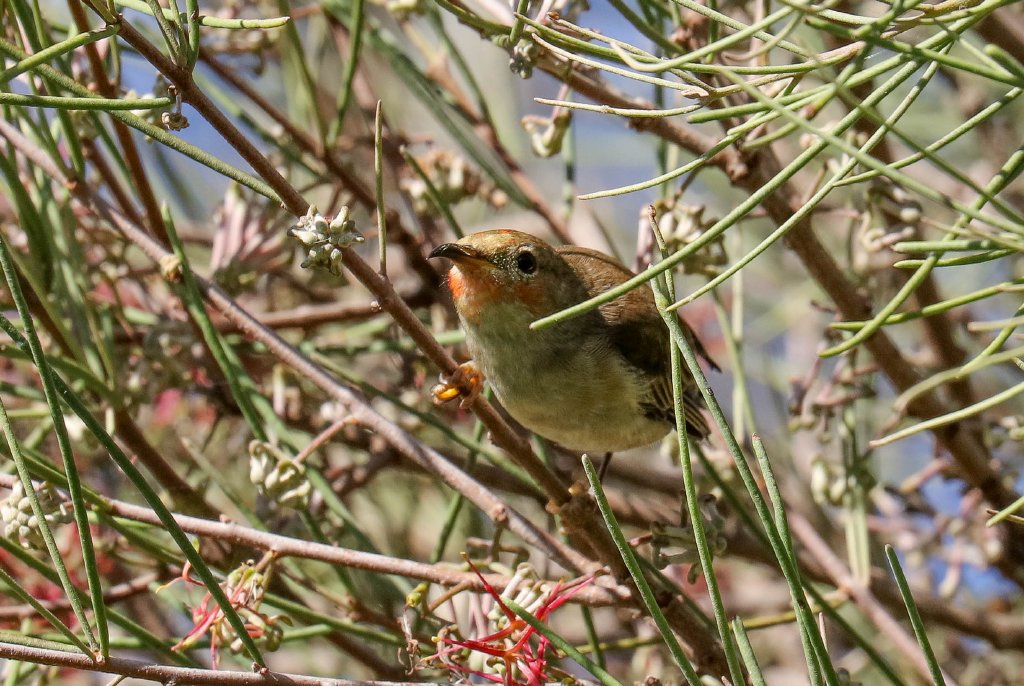 Scarlet Honeyeater female