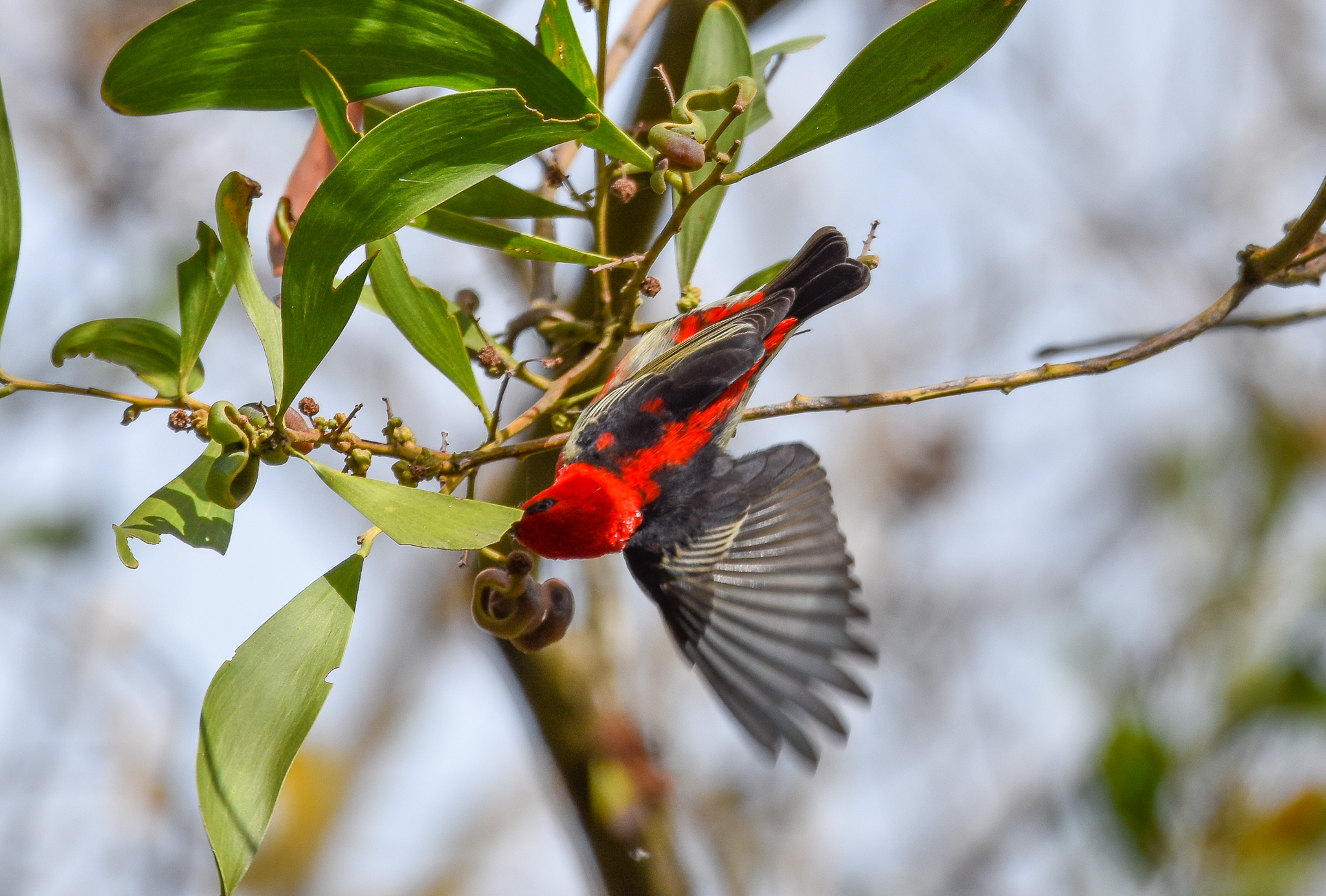 Scarlet Honeyeater (wild) in giraffe enclosure