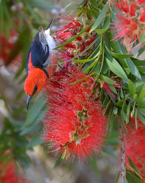 Scarlet honeyeater