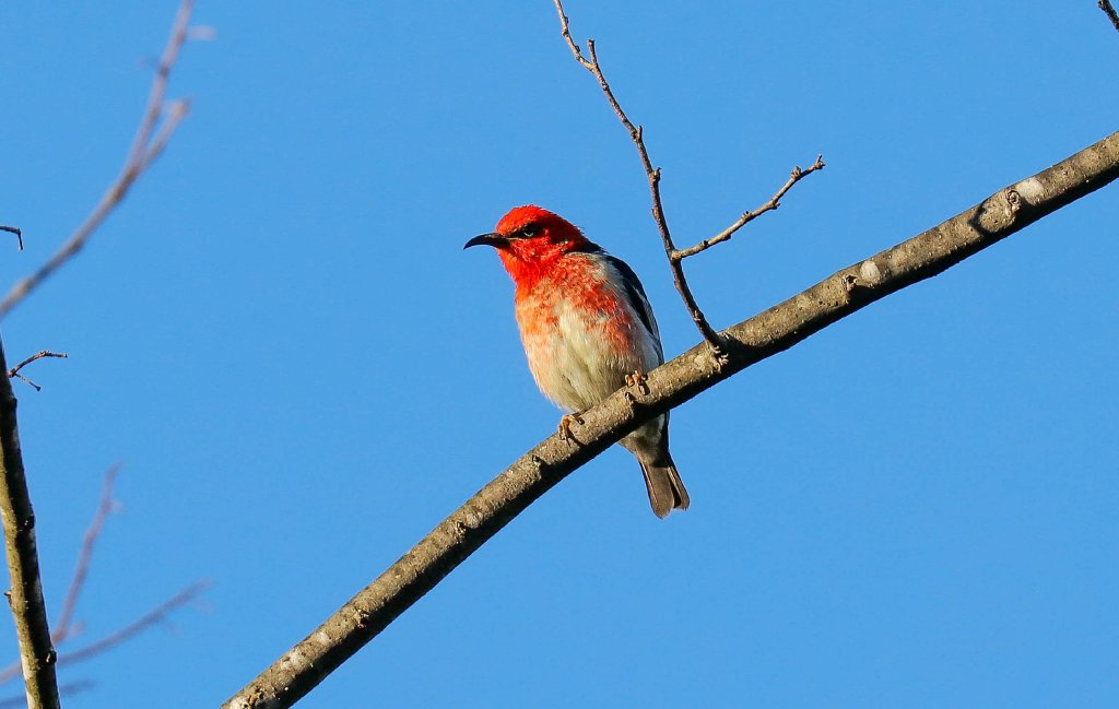 Scarlet Honeyeater