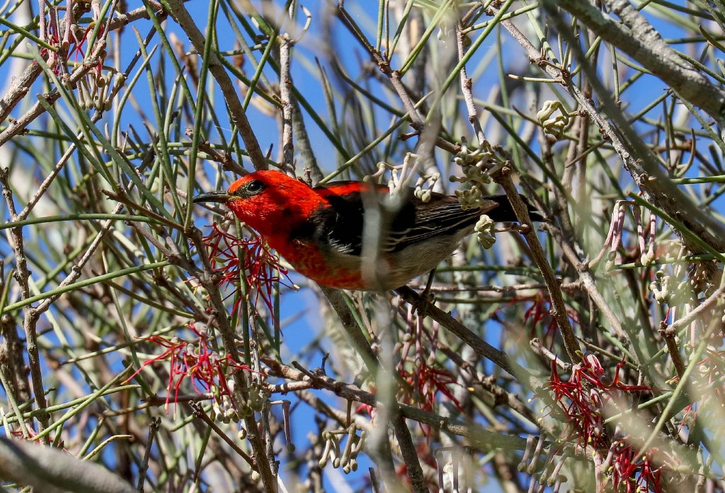 Scarlet Honeyeater