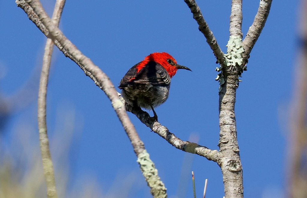 Scarlet Honeyeater