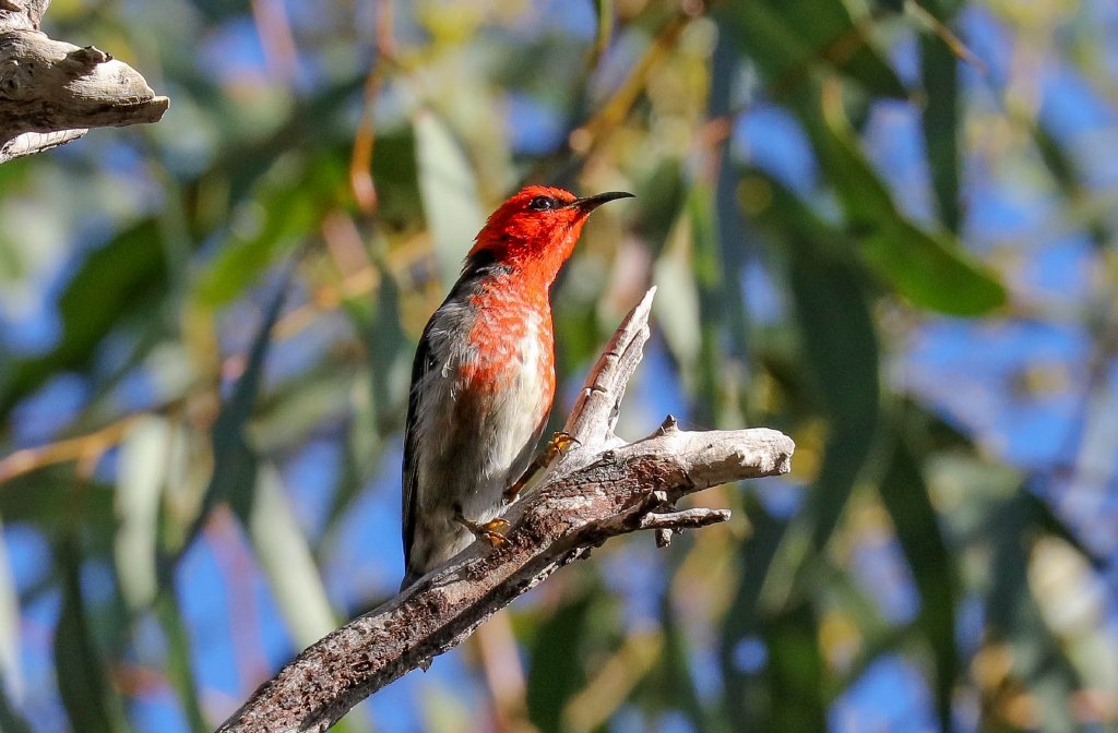 Scarlet Honeyeater