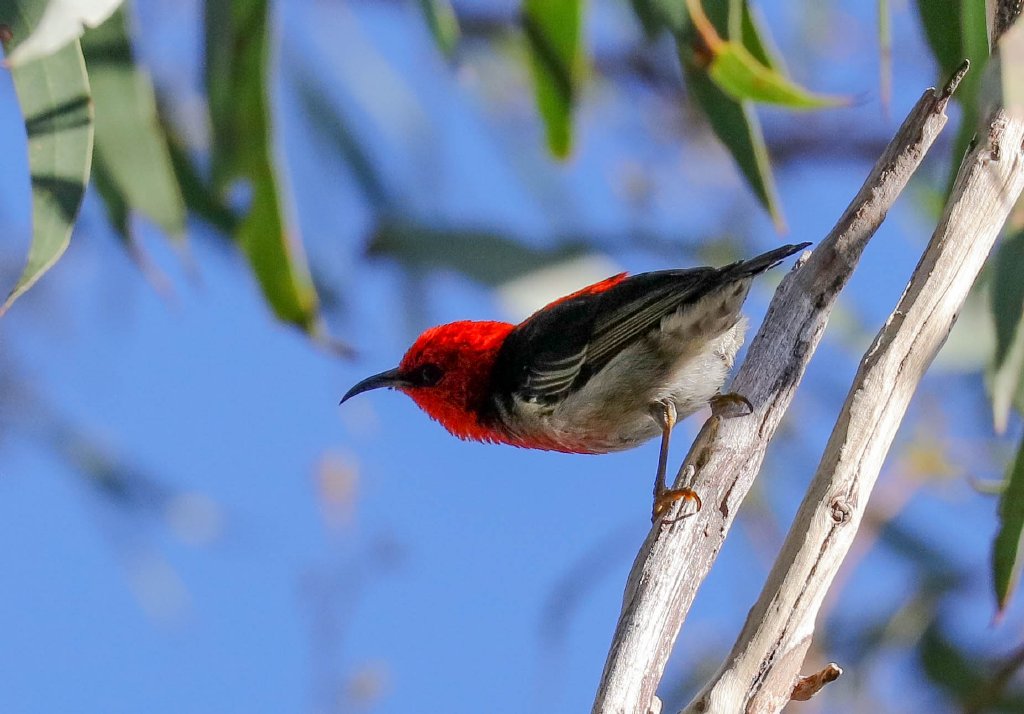 Scarlet Honeyeater