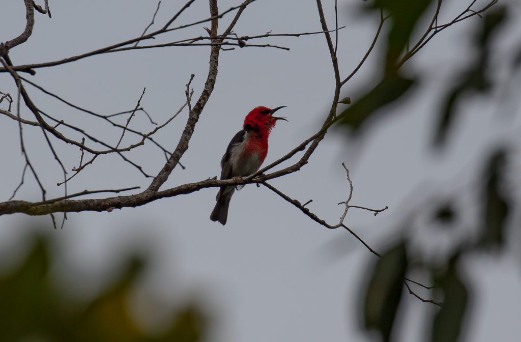 Scarlet Honeyeater