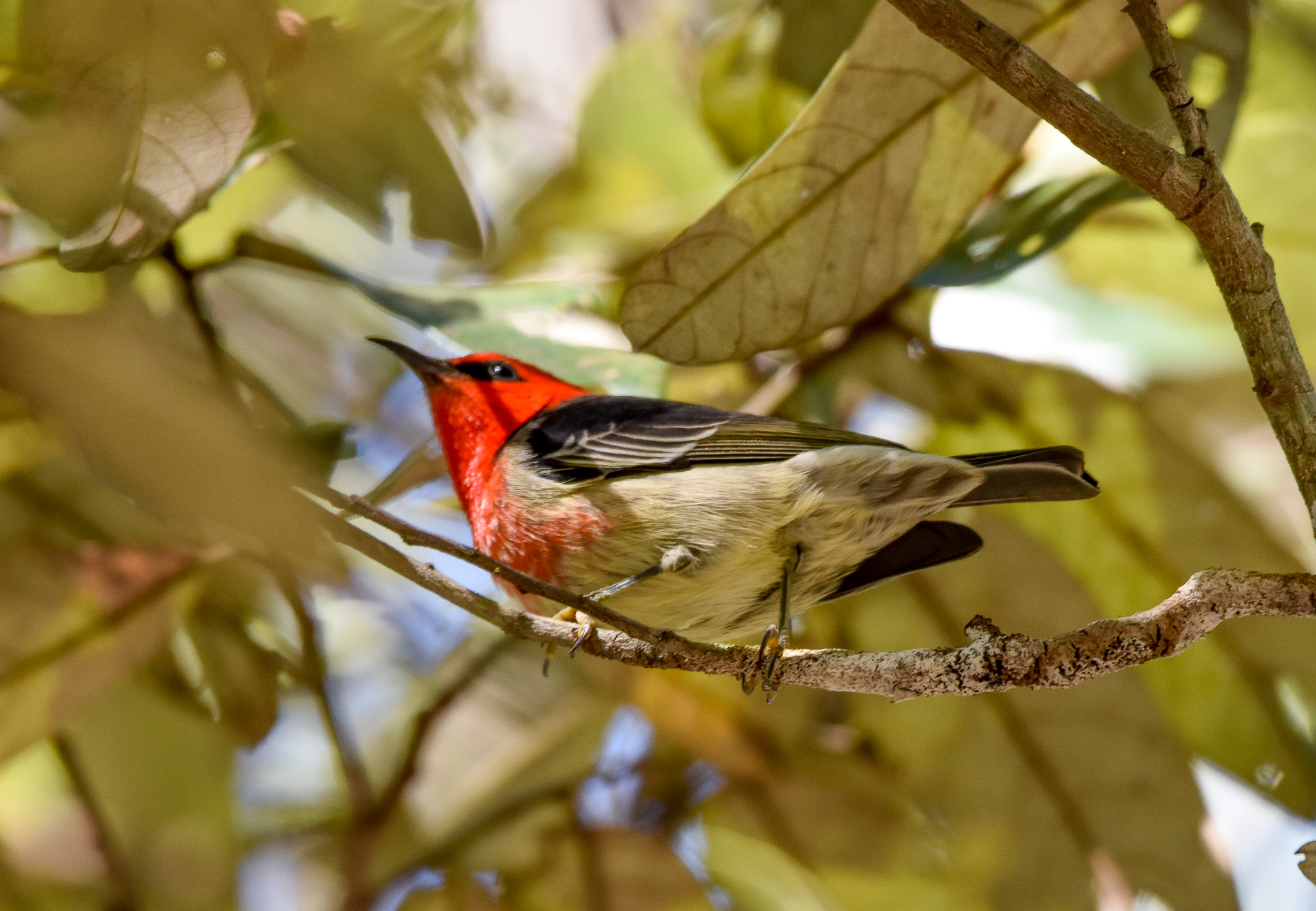Scarlet Honeyeater