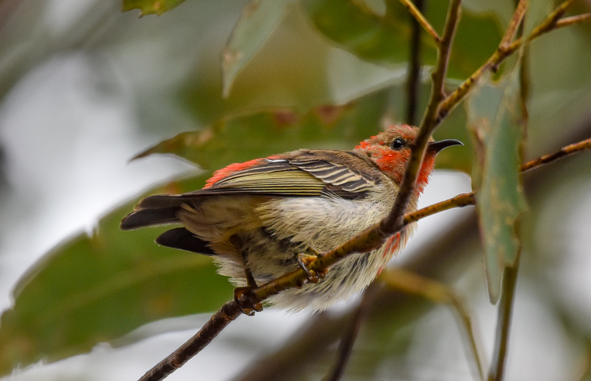 Scarlet Honeyeater