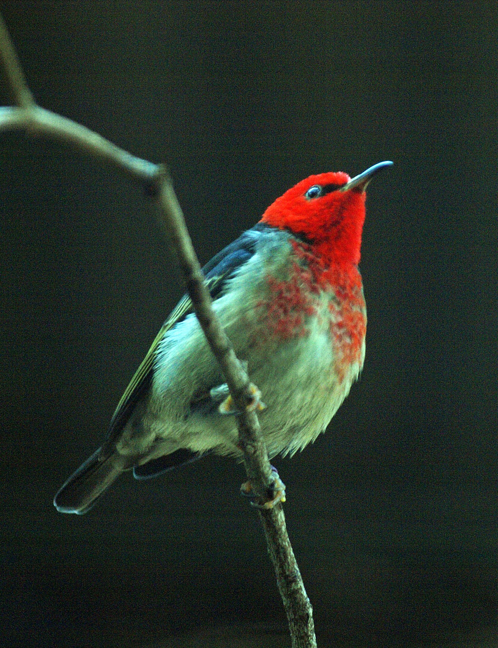 Scarlet honeyeater