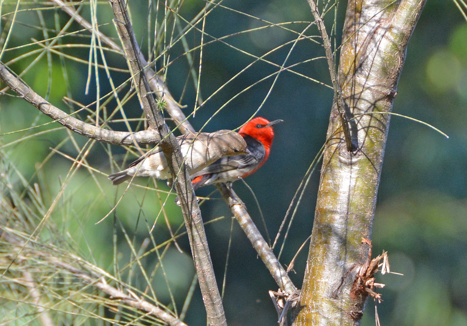 Scarlet honeyeaters.